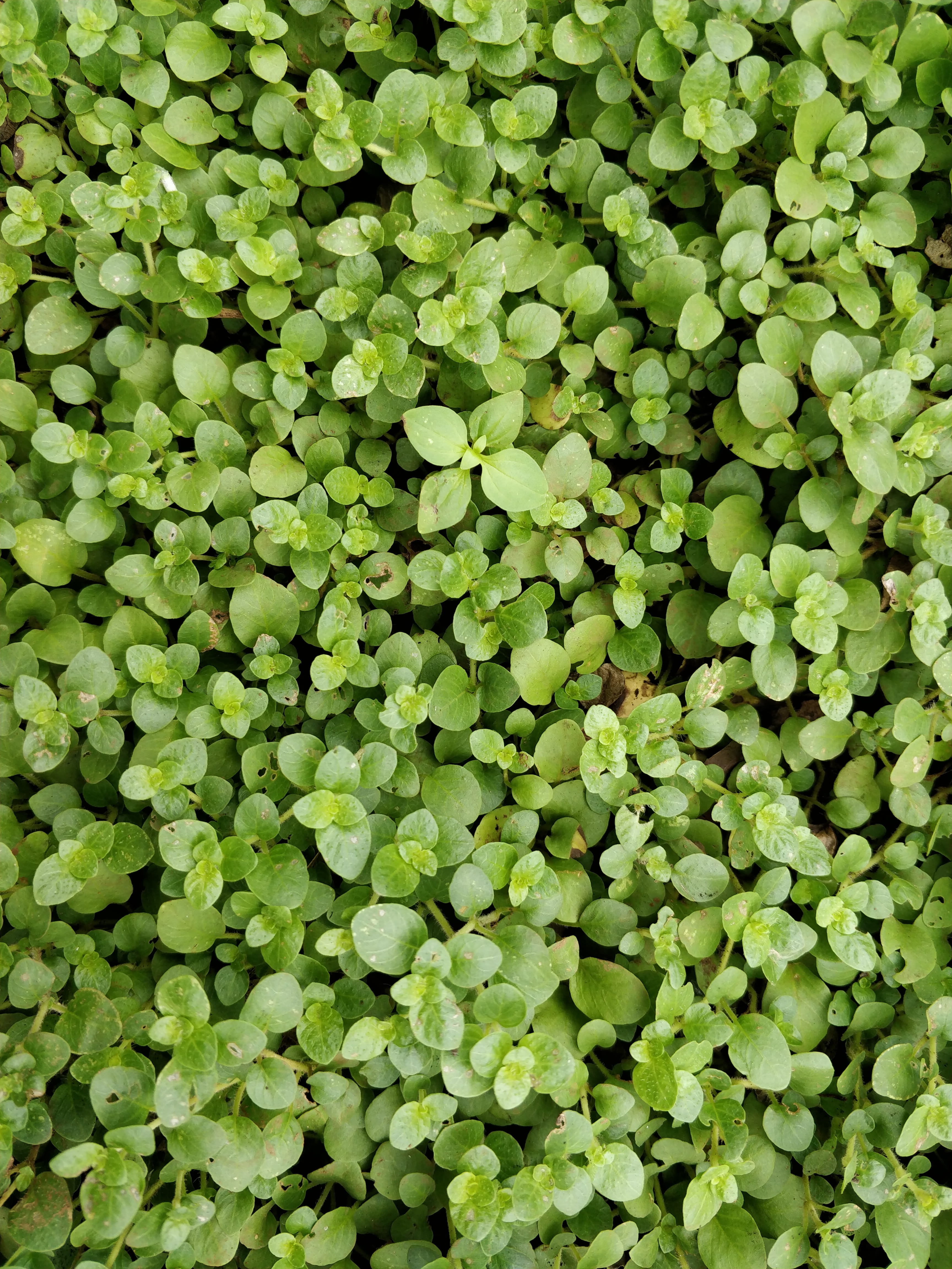 pune, mobile photography, green, high angle view, plant, freshness, rainforest, outdoors, full frame, directly above, texture, background, trees, backgrounds, Phone HD Wallpaper