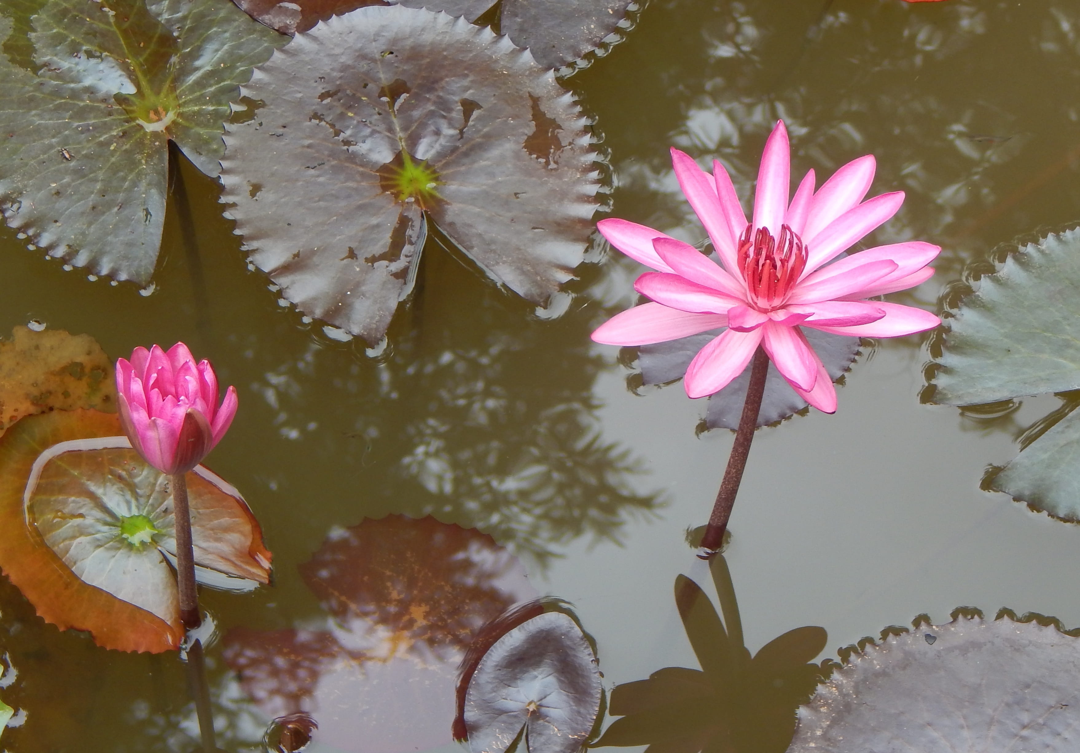 lotus water lily, petal, nymphaea rosea, leaf, reflection, floating, pond, red water lily, nilofar, water, fragility, 2K, Red Water, pink, flower head, HD Wallpaper