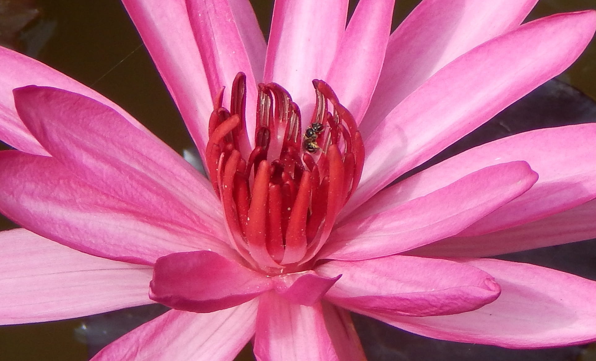 water lily, lal shapla, pond, lily, water, lal kamal, outdoor, leuconymphaea rubra, outdoors, nymphaea magnifica, blooming, blossom, nilofar, bloom, close-up, HD Wallpaper