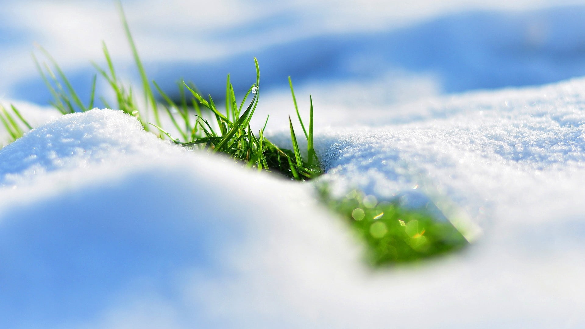 green, reflections, plant, holiday, leafed, season, white, day, blue, green Color, cold temperature, snow, extreme close-up, macro, freshness, grass, cold - Temperature, HD Wallpaper