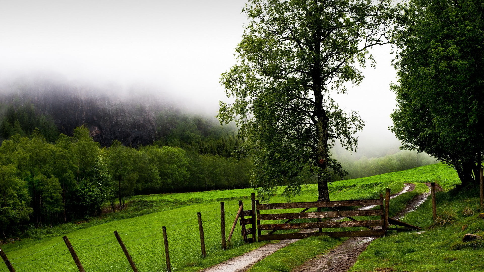 sky, non-urban scene, tree, scenics - nature, green color, trees, landscape, outdoors, boundary, tranquil scene, barrier, green, nature, 1080P, grass, HD Wallpaper