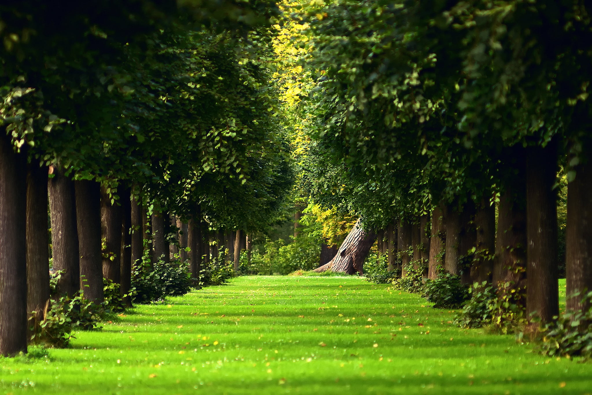 tranquil Scene, no People, light - Natural Phenomenon, environment, woodland, forest, landscaped, season, path, freshness, tranquility, direction, leaves, HD Wallpaper