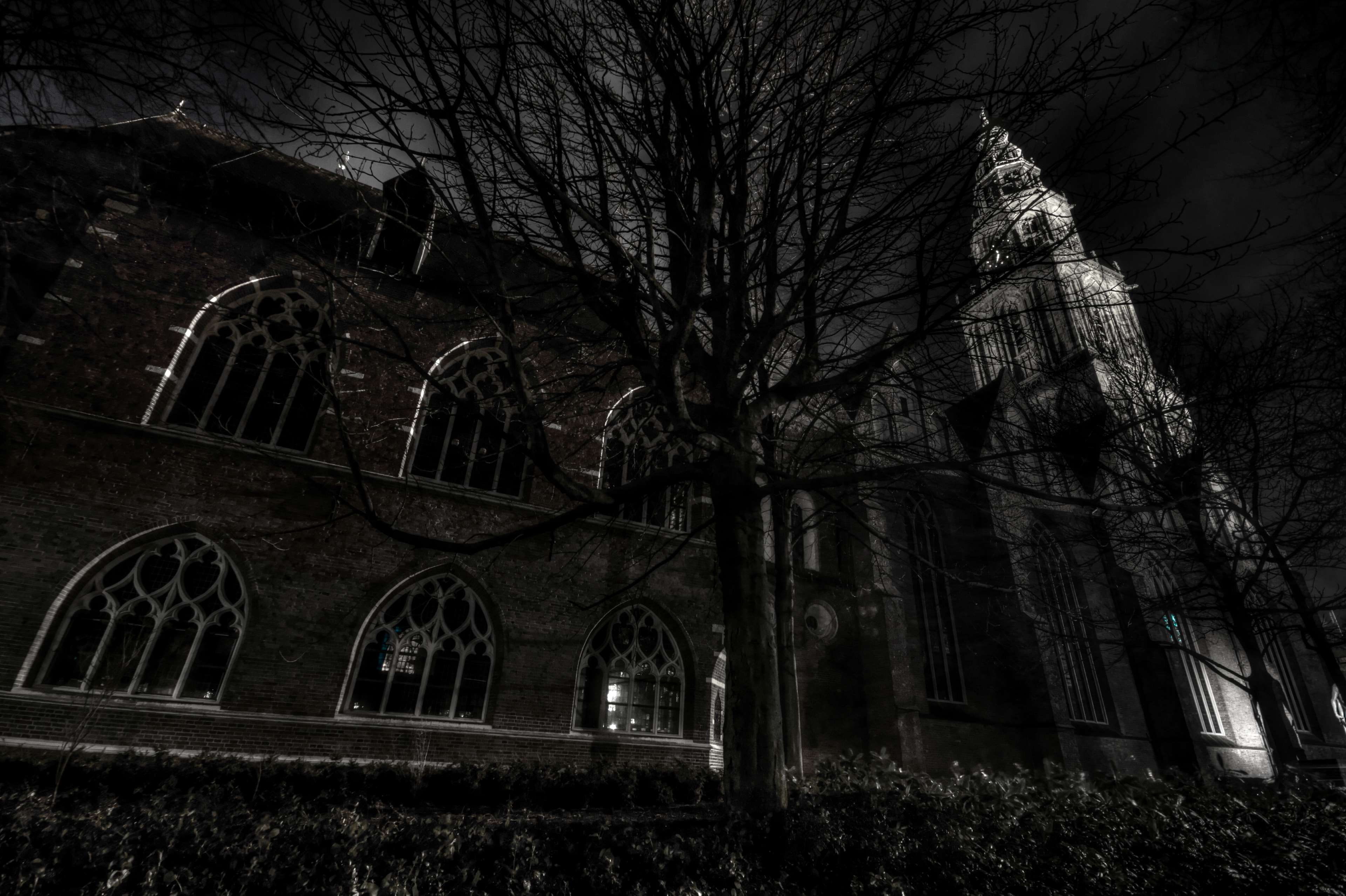 arch, plant, martini, chapel, belief, black and white, place of worship, nature, 4K, outdoors, branch, church, built structure, spirituality, bare tree, HD Wallpaper