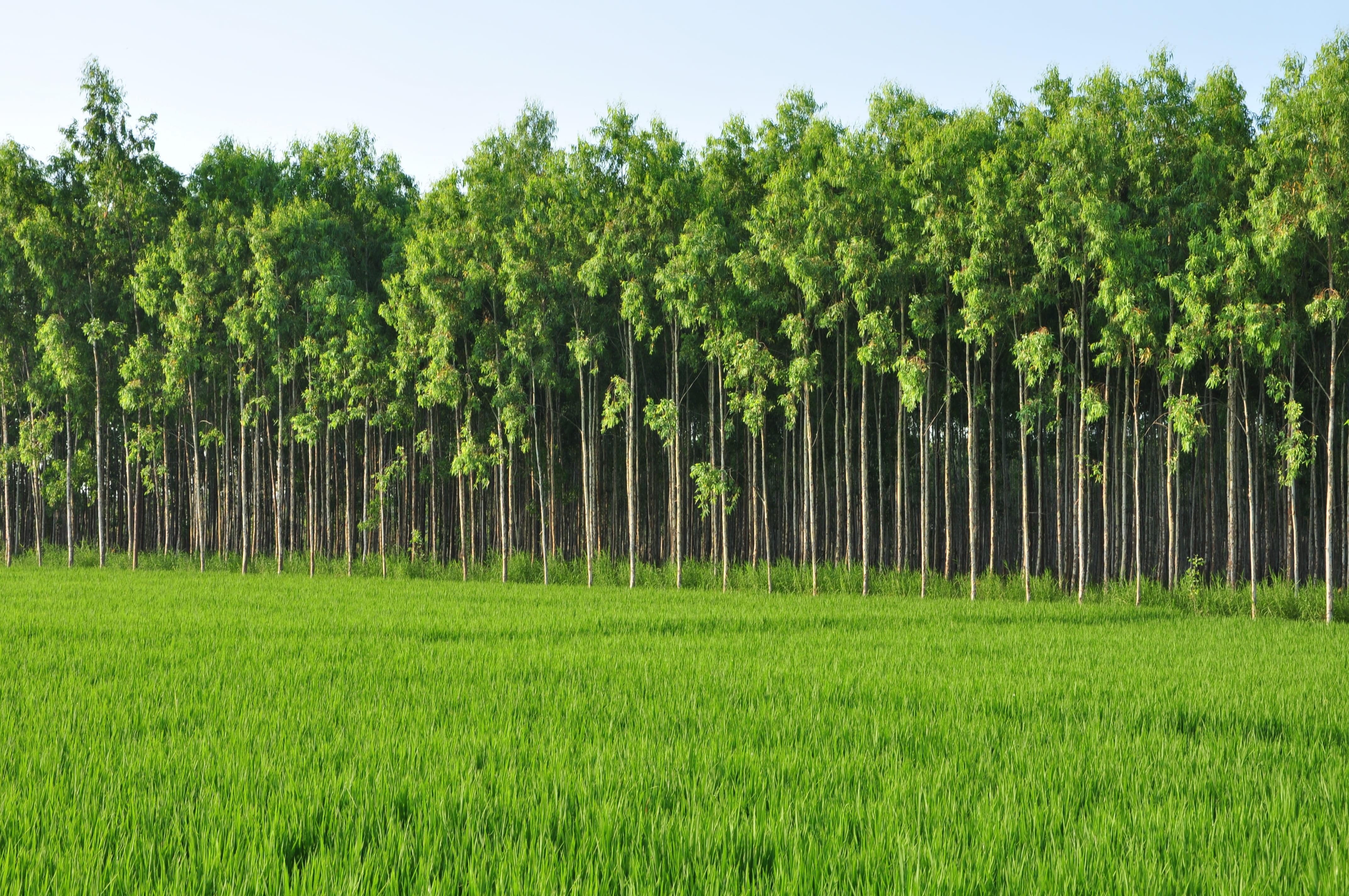 tranquil scene, landscape, day, nature, plantation, india, hyderabad, farming, tranquility, sky, field, rice, no people, 4K, land, lush foliage, trees, HD Wallpaper