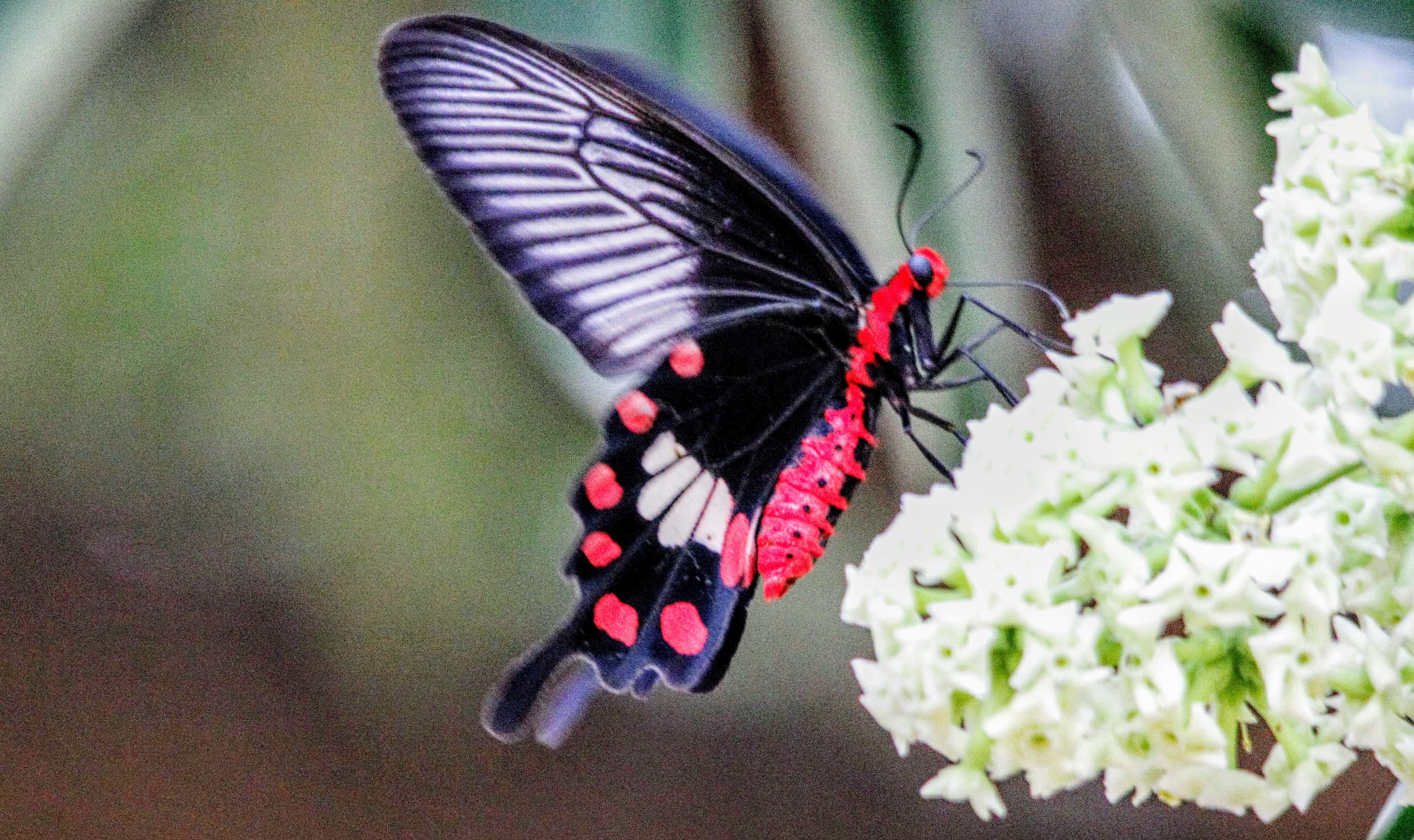 plant, invertebrate, nature, flowering plant, india, flower, close-up, butterfly, animal wing, animals in the wild, insect, pollination, one animal, focus on foreground, HD Wallpaper