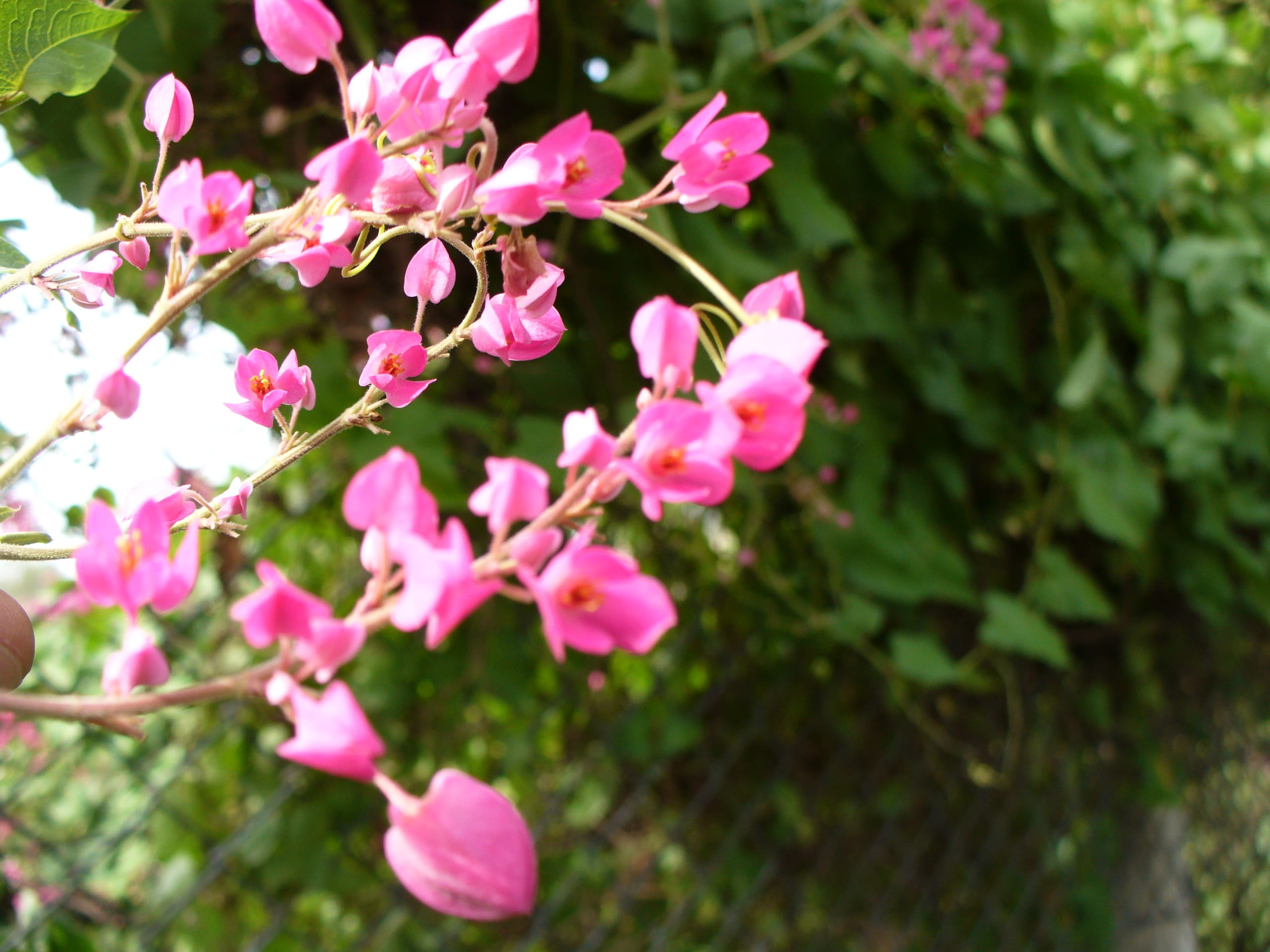 blossom, flowering plant, springtime, close-up, vulnerability, nature, fragility, cherry tree, plant, flowers, no people, hyderabad, pink, freshness, india, HD Wallpaper