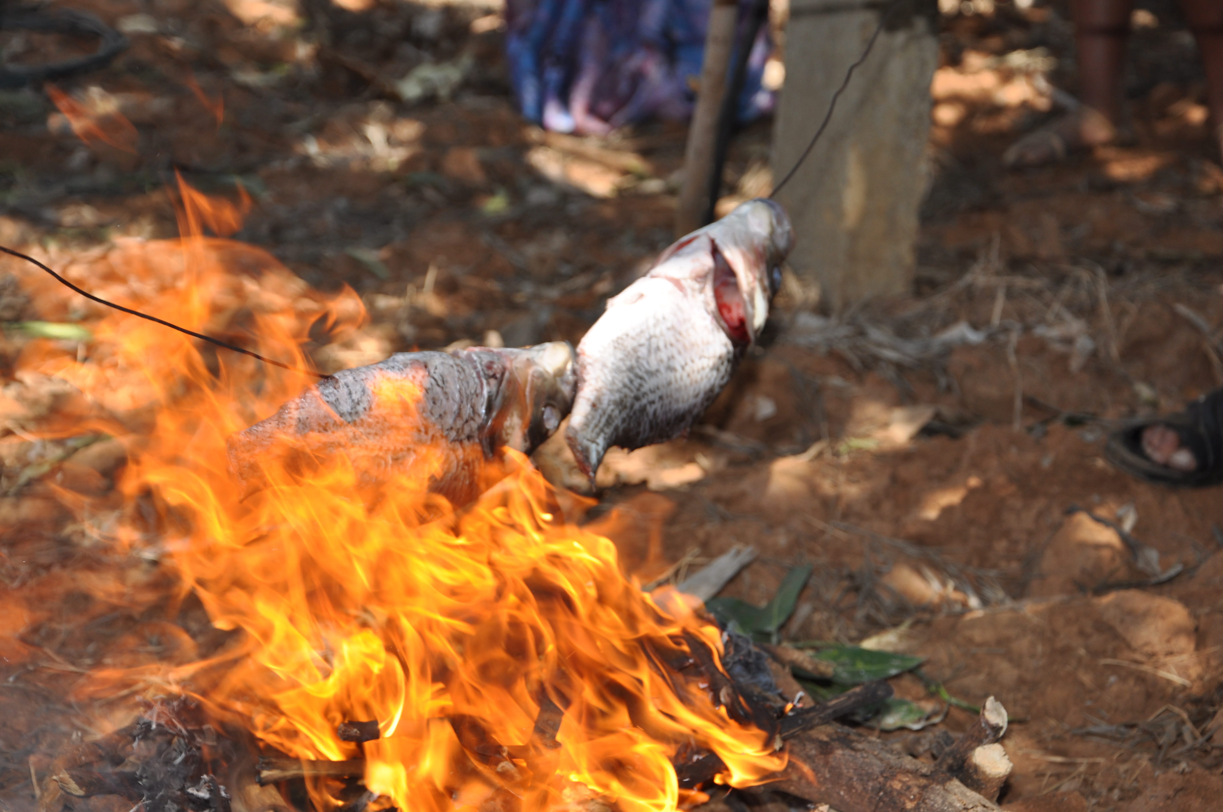 fires, one animal, fire, outdoors, burning, campfire, day, hyderabad, fish, barbeque, nature, side view, domestic animals, bonfire, 4K, india, mammal, HD Wallpaper