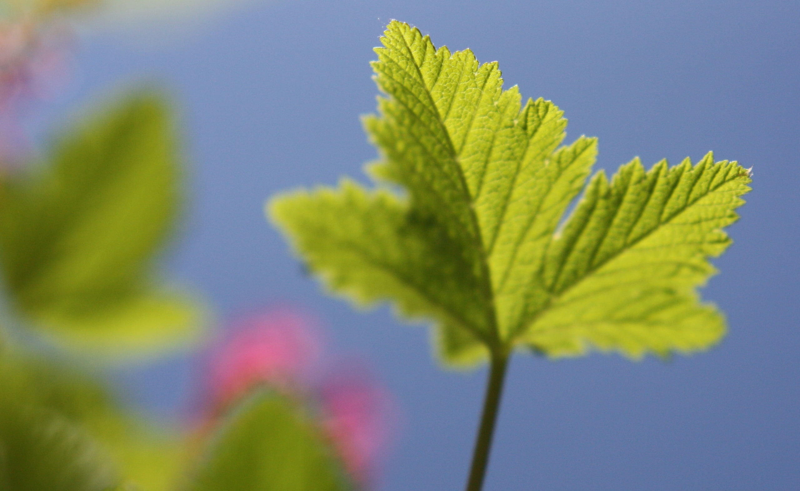 Macro, nature, picnic, 2K, sky, spot, Aero, shrub, HD Wallpaper