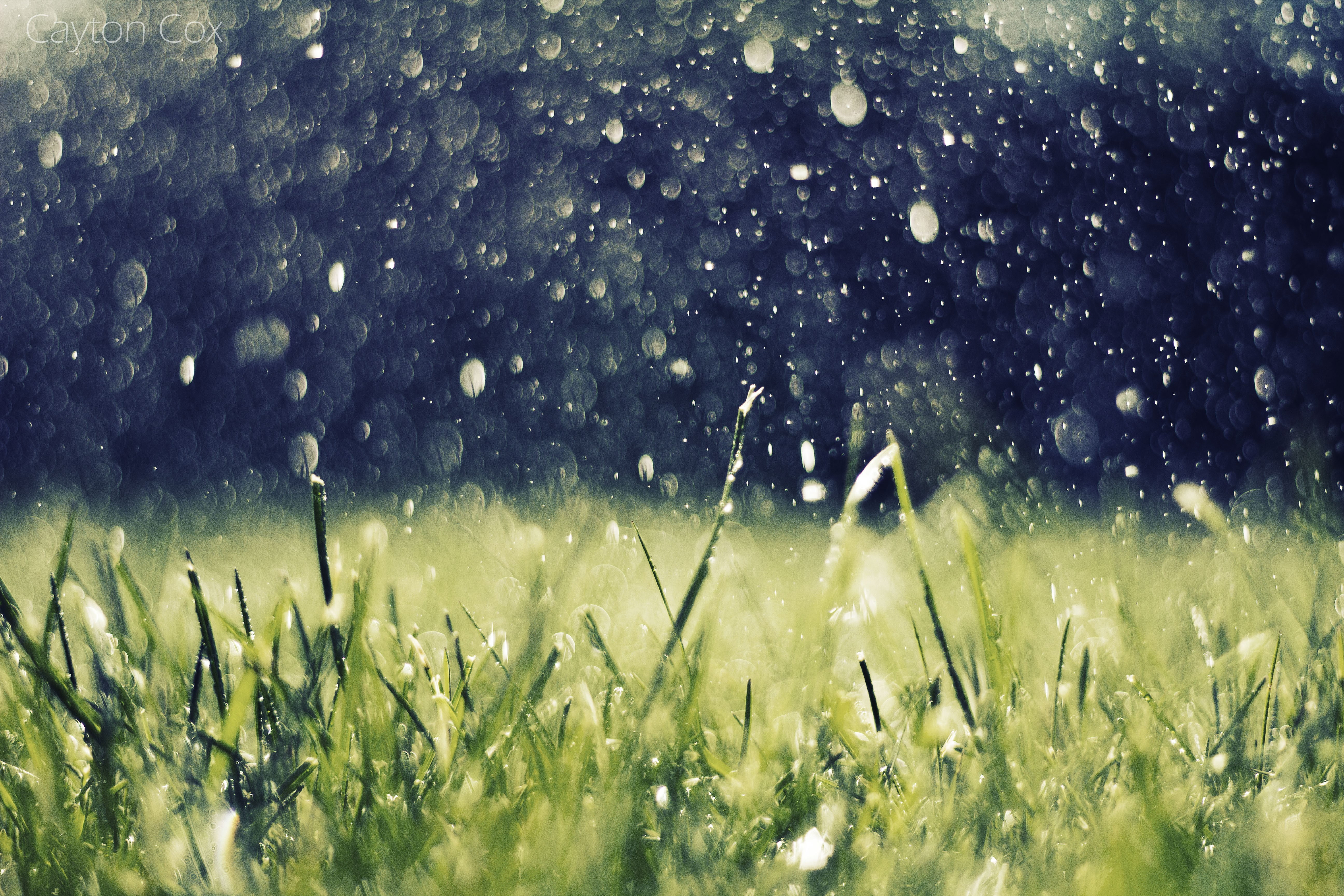 selective focus, grass, 5K, growth, water drops, beauty in nature, landscape, outdoors, day, wet, agriculture, rain, nature, no people, drop, blade of grass, HD Wallpaper