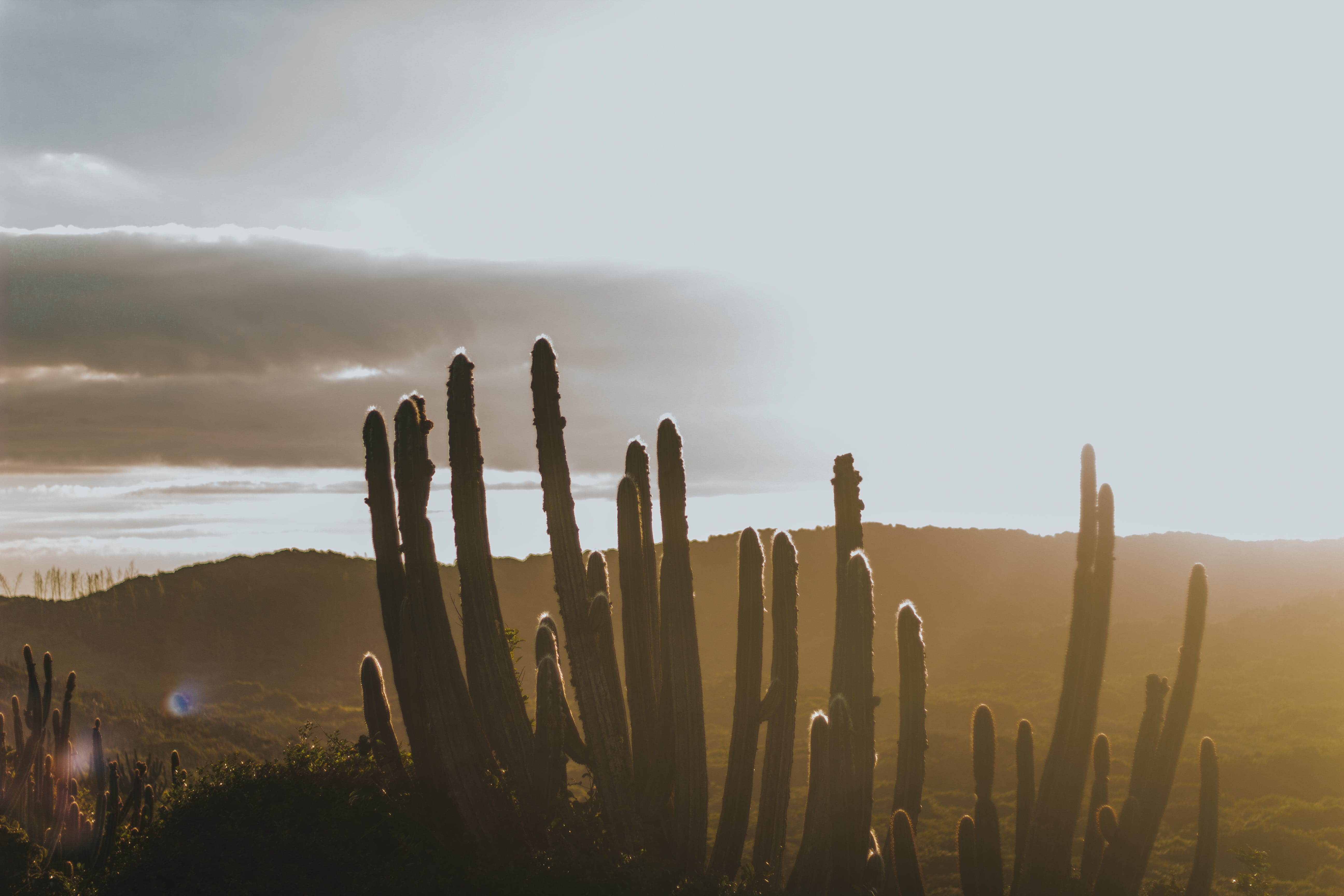 field, hawk, tranquil scene, cloud - sky, succulent plant, slope, no people, vegetation, land, bush, high, beach, outdoors, plant, cactus, cabo frio, saguaro cactus, HD Wallpaper