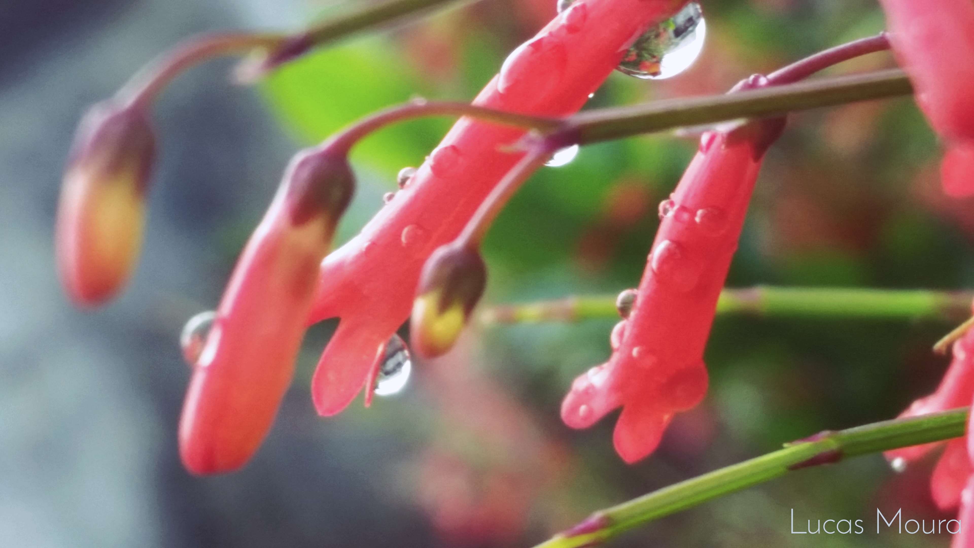 beauty in nature, frio, 4K, plant, water, food, rain, brasil, growth, fragility, close-up, drop, selective focus, day, flower, flowering plant, dew, natureza, HD Wallpaper
