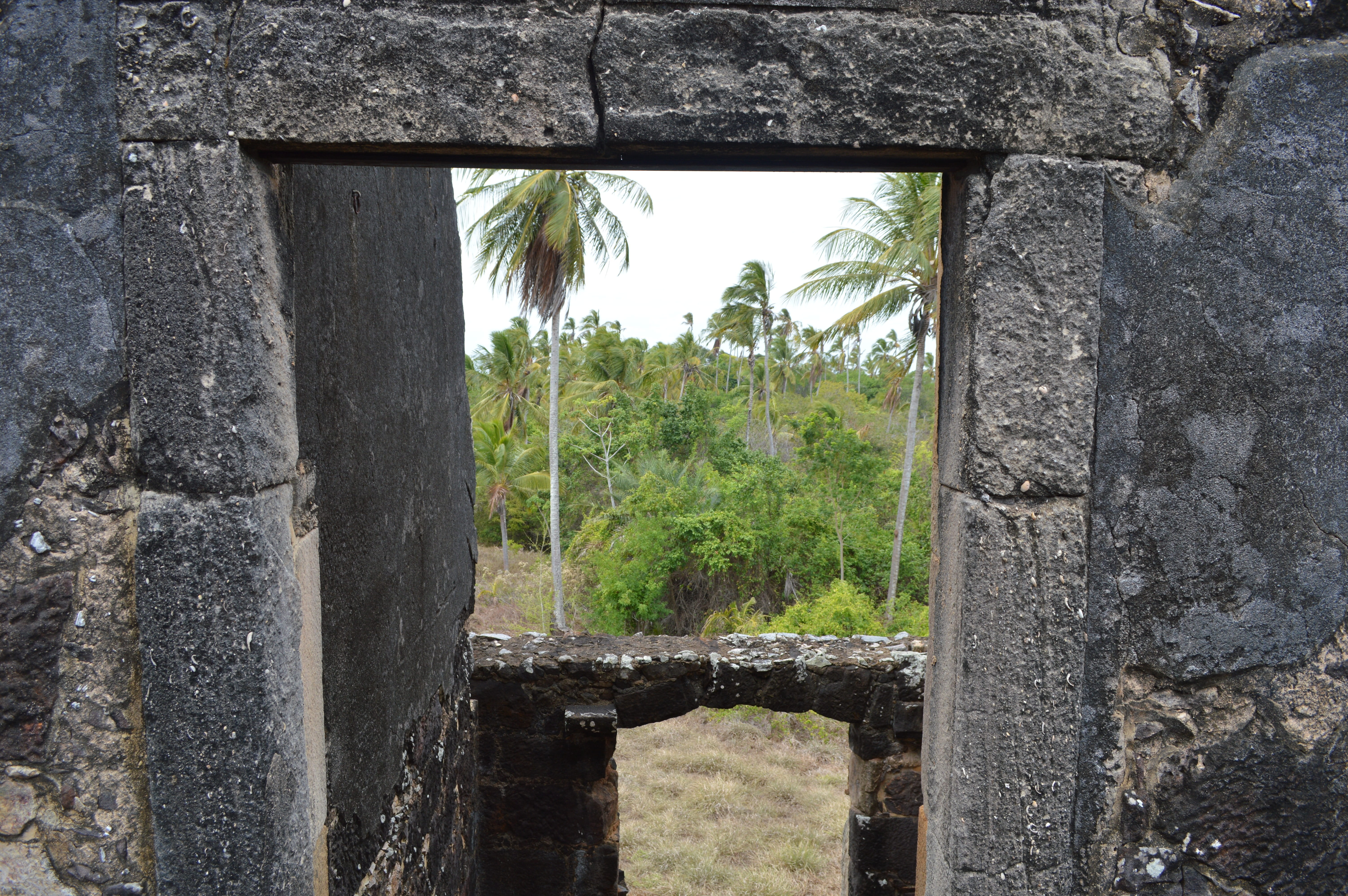 tree, Window, view from the window of the castle, stone wall, outdoors, old, View, strong beach, old ruin, wall, ancient civilization, Castle, nature, day, HD Wallpaper
