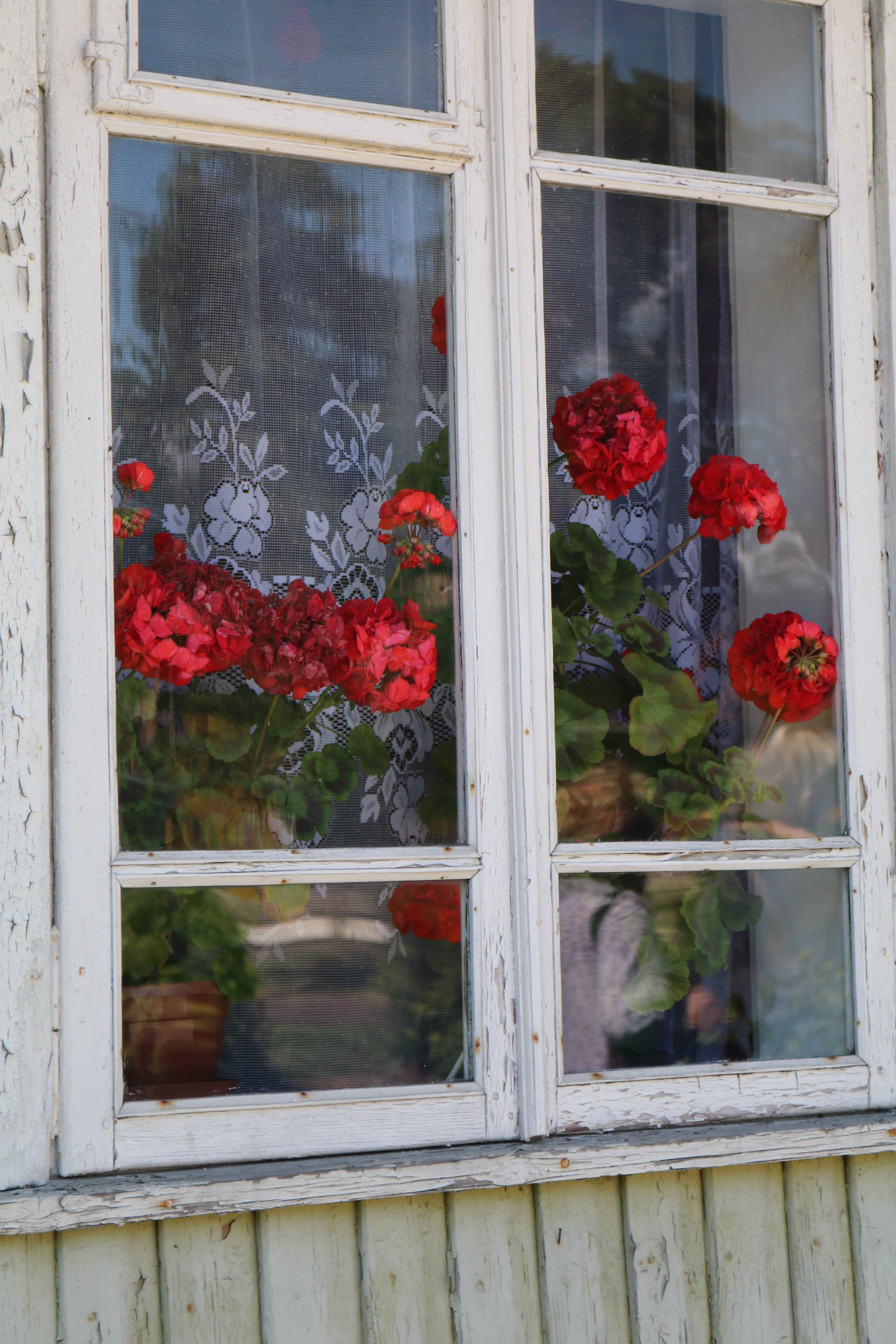 flower head, building, red, flowering plant, lithuania, growth, glass - material, architecture, building exterior, glass, built structure, day, 5K, flower pot, Phone HD Wallpaper