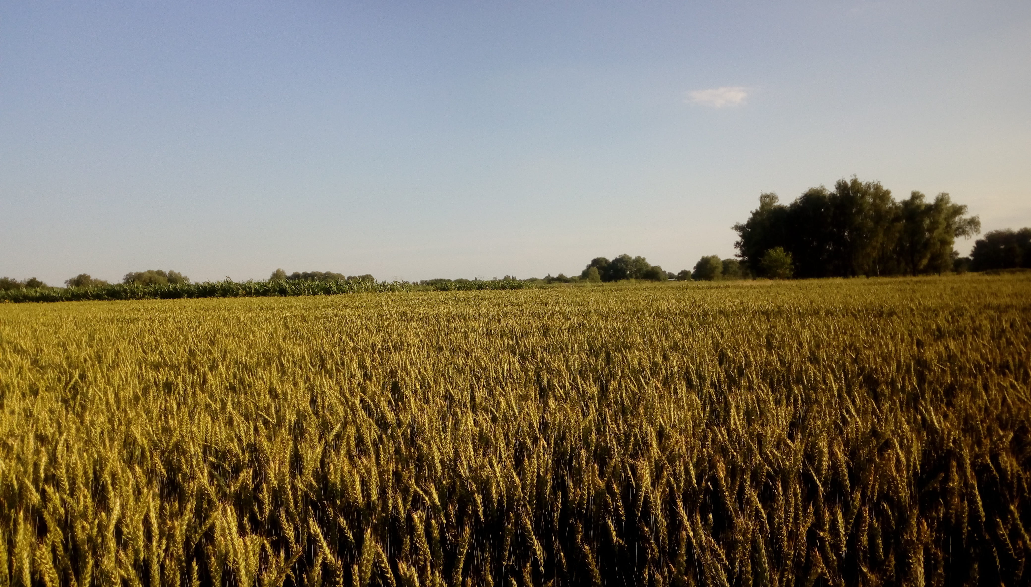 harvest, gold, outdoors, niwa, growth, plant, beauty in nature, landscape, countryside, golden, clear sky, spikes, rural scene, environment, day, krupa, HD Wallpaper