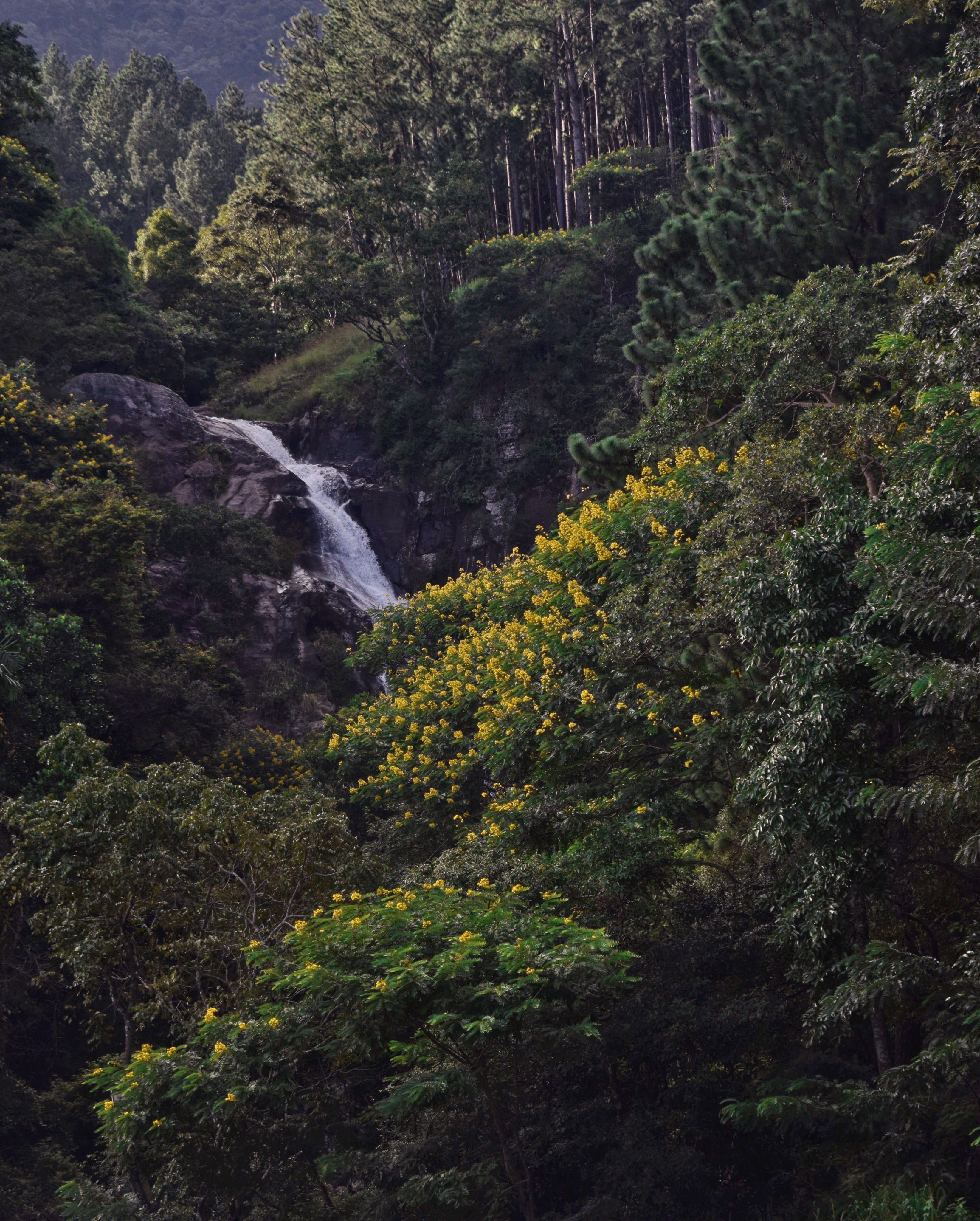 scenics - nature, tree, galle rd, waterfall, outdoors, sri lanka, growth, countryside, foliage, green color, high angle view, conifer, plant, forest, rainforest, Phone HD Wallpaper