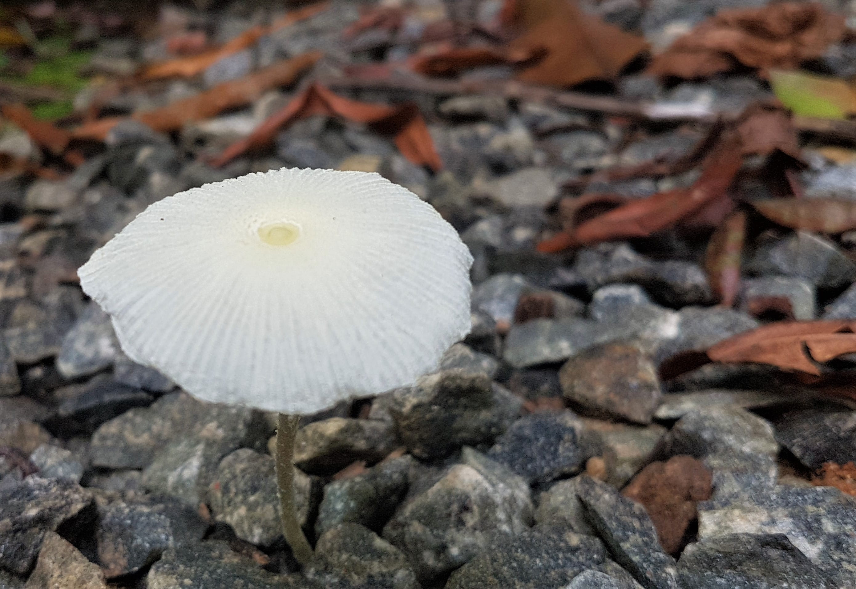 amanita, mushroom, day, tarantula, ground, sri lanka, fern, white color, vegetable, flower head, spider, animal, 2K, plant, beauty in nature, rock, toadstool, HD Wallpaper
