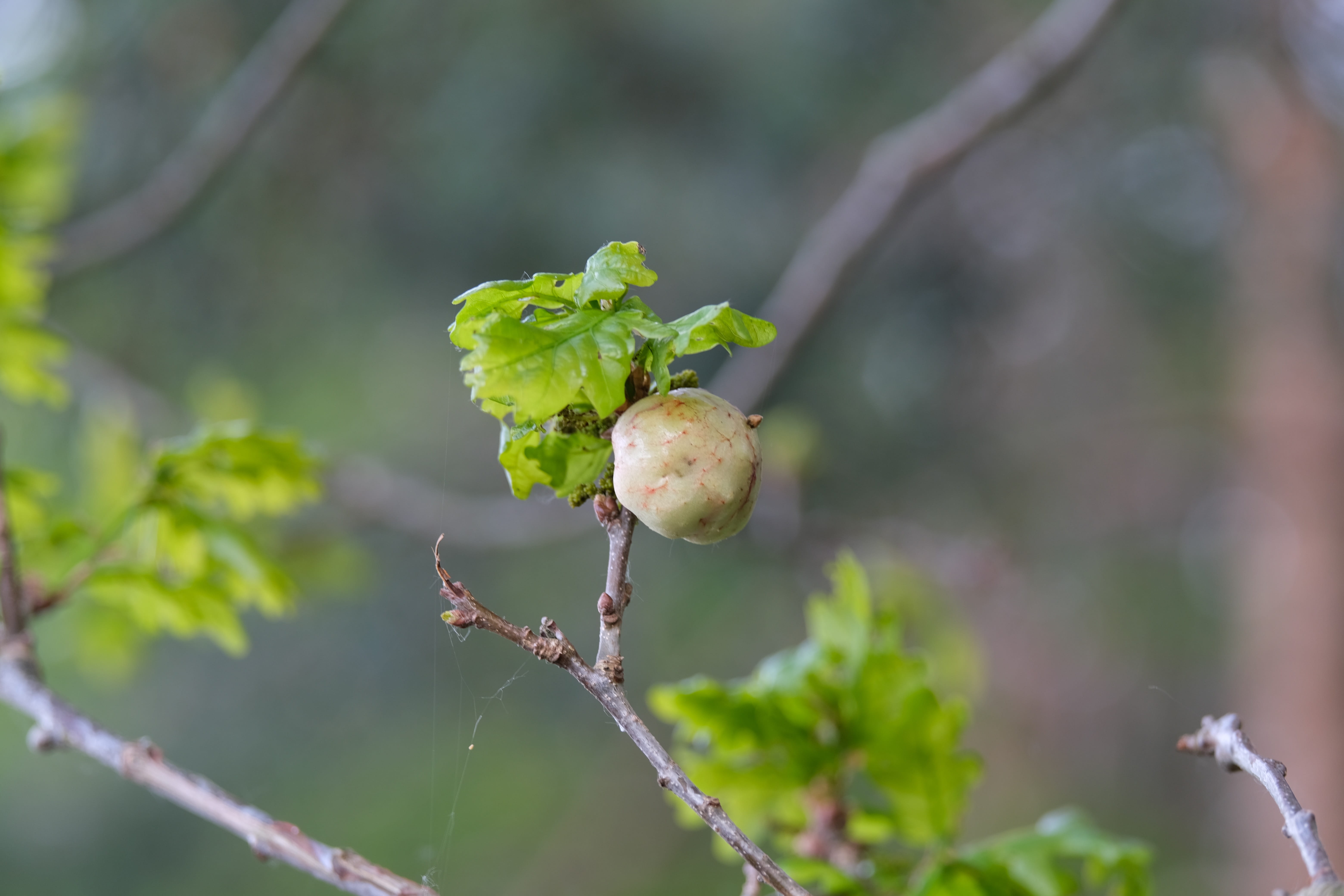 galls, plant part, 5K, tree, leaf, plant stem, fruit, plant, fragility, food, oak, nature, healthy eating, no people, close-up, outdoors, day, infected, HD Wallpaper