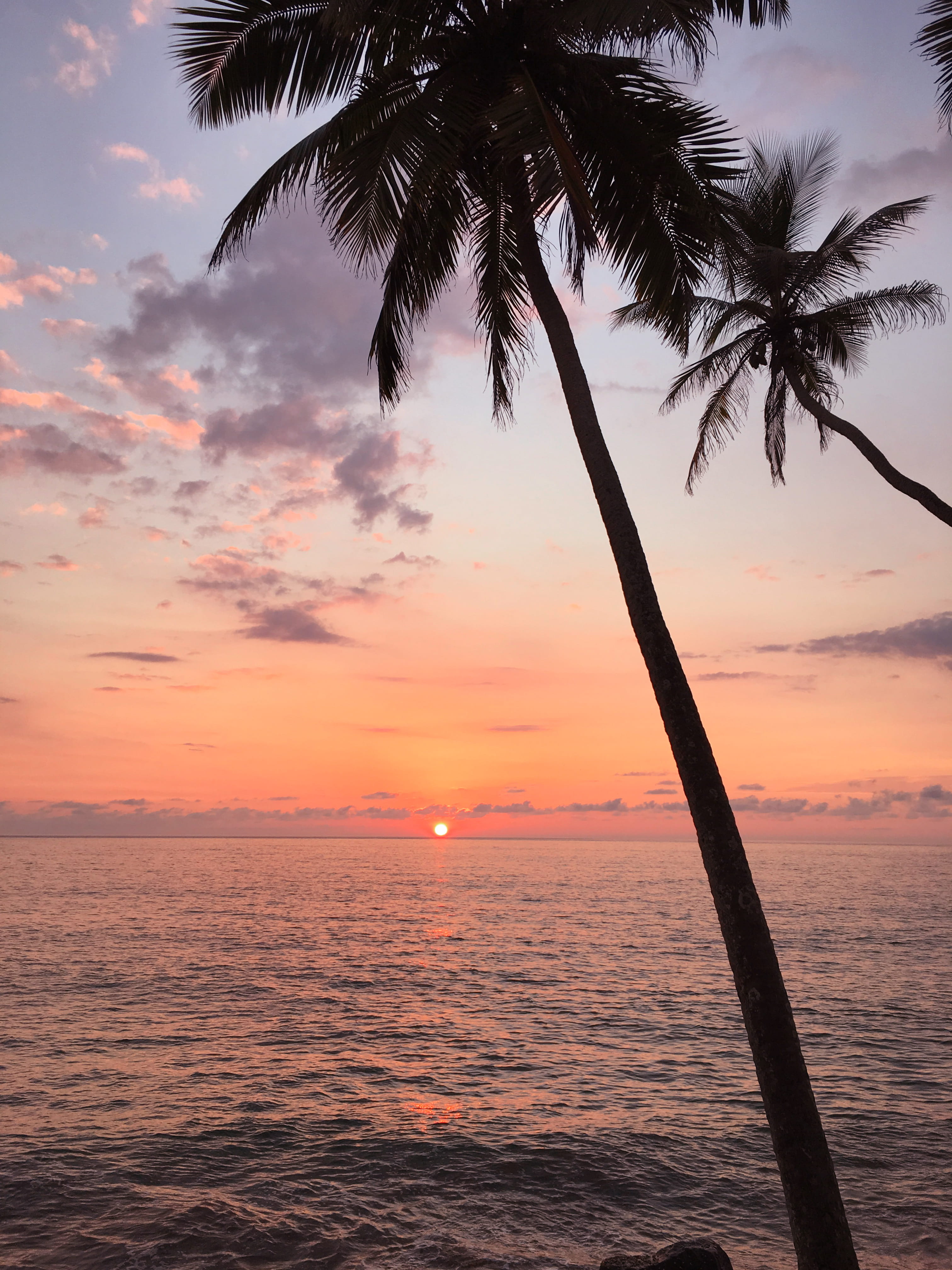 outdoors, tranquil scene, no people, water, palm leaf, coconut palm tree, tranquility, horizon over water, 2 galle rd, orange color, 4K, horizon, beauty in nature, Phone HD Wallpaper