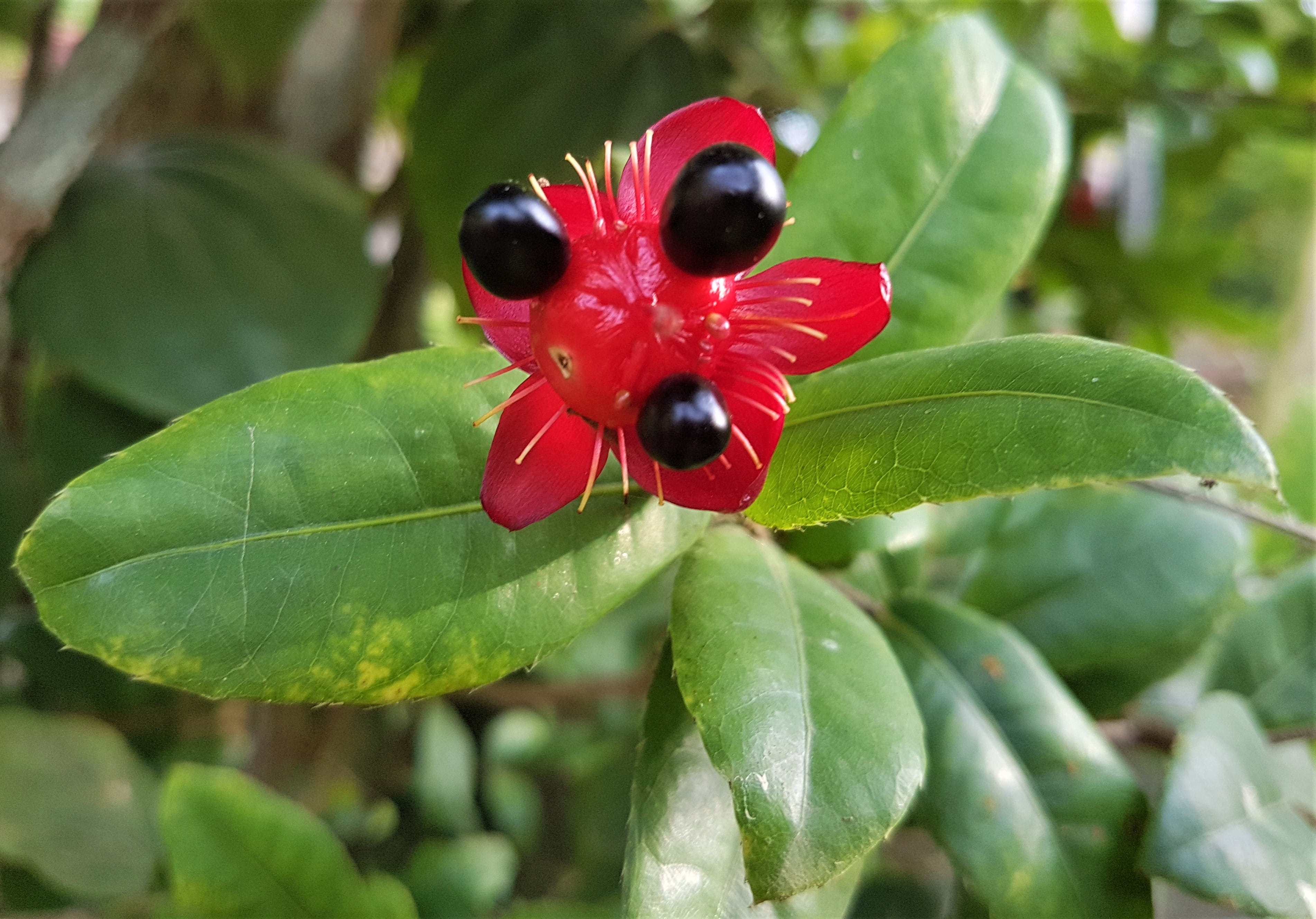 tropics, flower head, garden, nature, growth, flowering plant, day, honey bee, cherry, sri lanka, beauty in nature, food, 2K, 9provinces, fruit, green color, HD Wallpaper