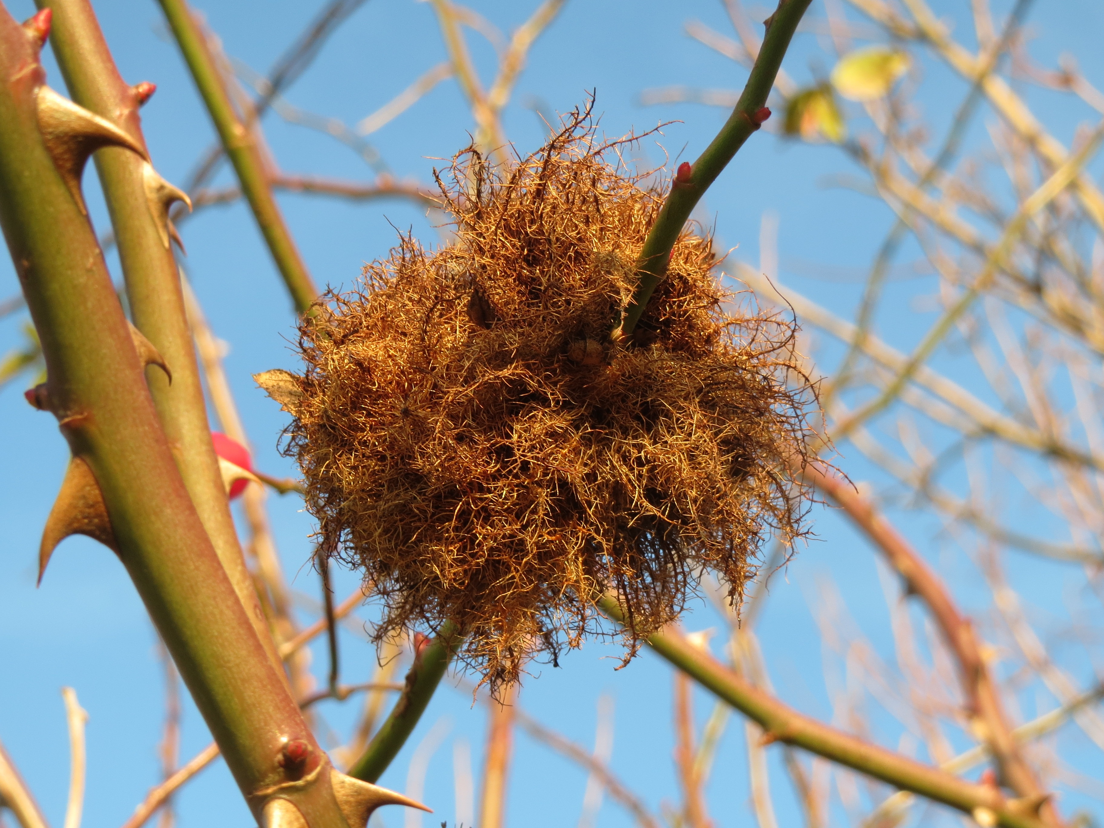 close-up, outdoors, eggs, diplolepis rosae, day, selective focus, 2K, rose bedeguar gall, plant, focus on foreground, parasite, branch, clear sky, moss gall, HD Wallpaper