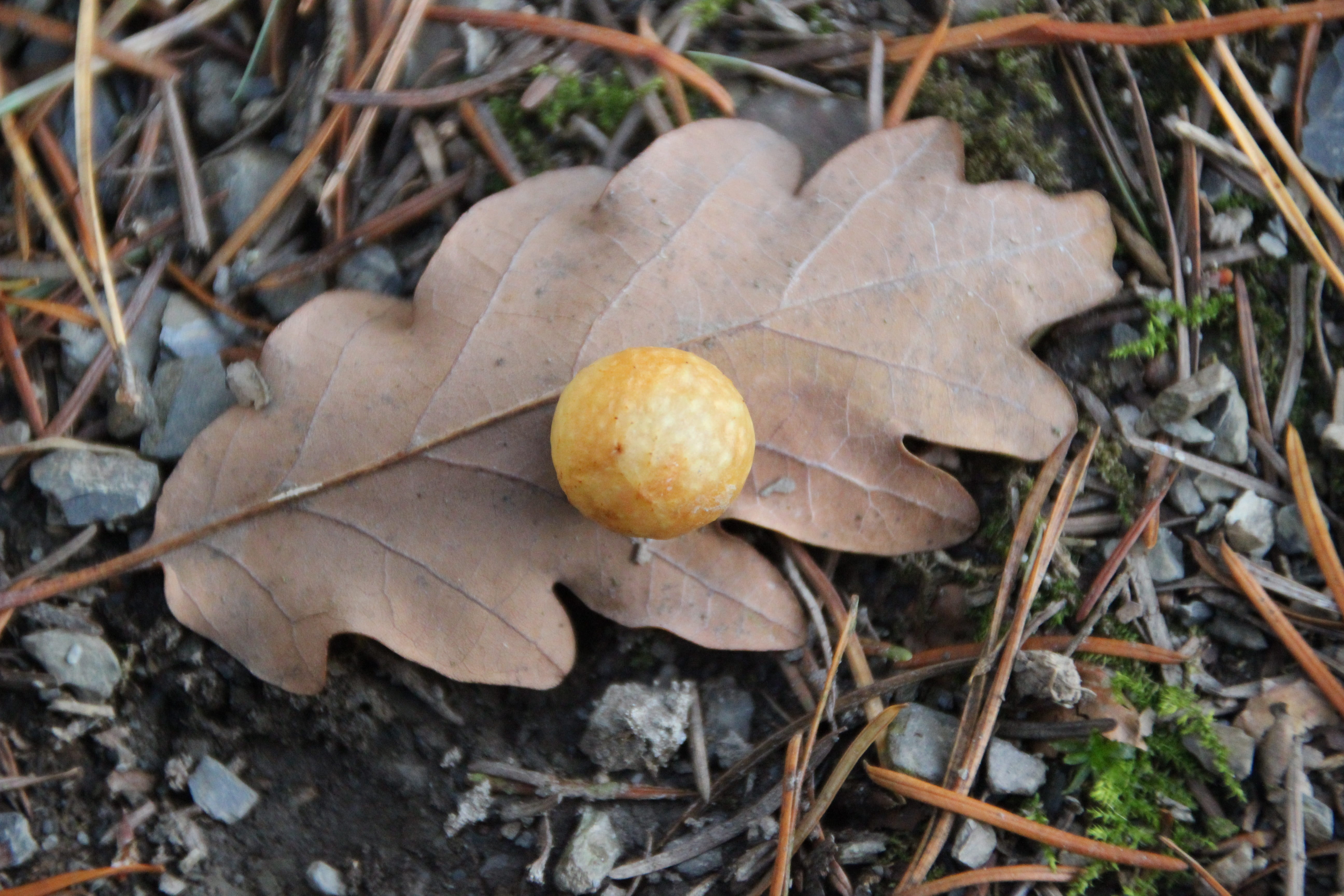 nature, field, ball, vegetable, no people, high angle view, oak gall, wasp larvae, autumn, leaf, fungus, mushroom, 5K, plant part, growth, day, plant, HD Wallpaper