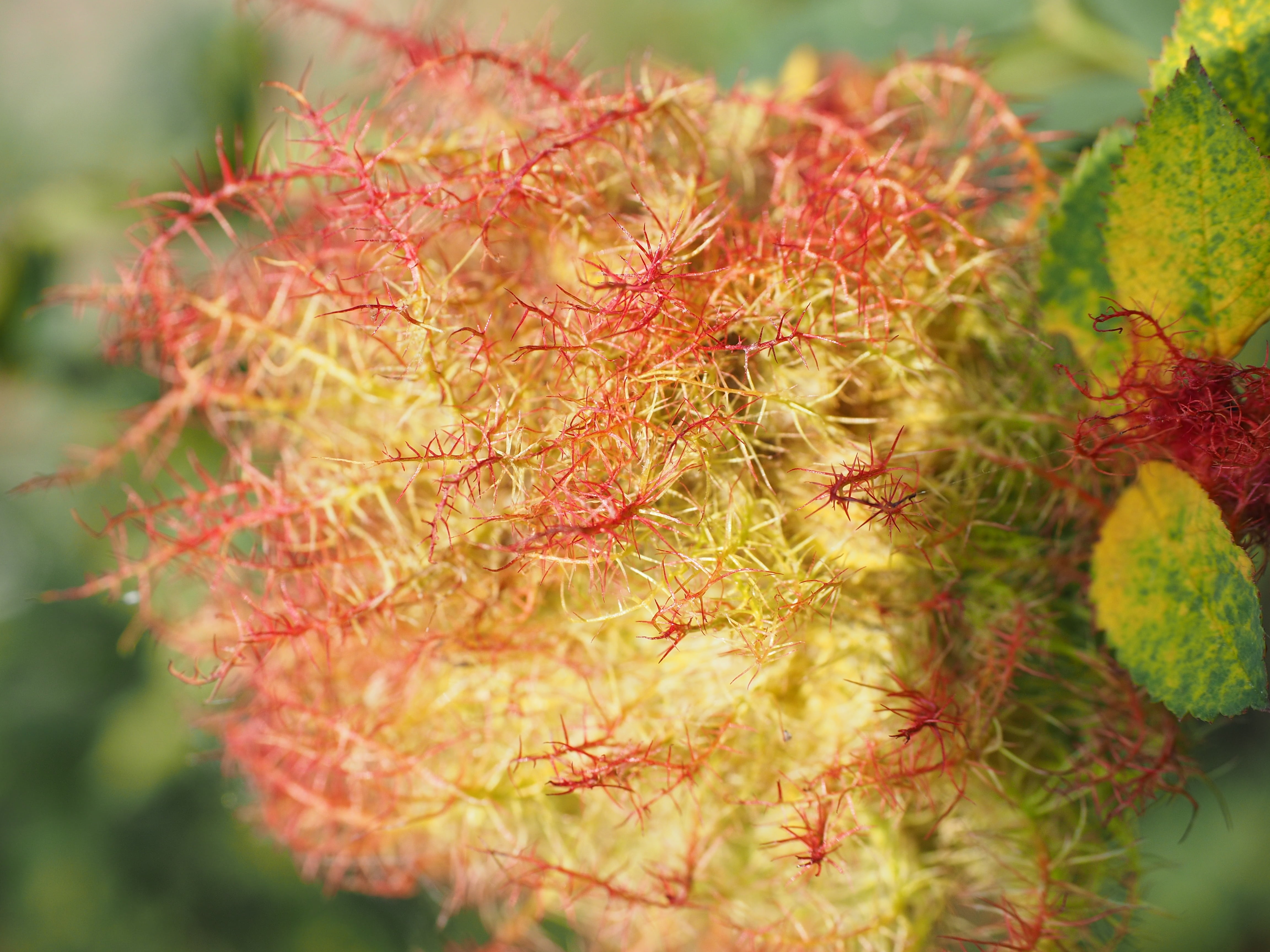 branch, sprouted grains, plant, cecidie, change, freshness, oriental chestnut gall wasp, antennae, no people, residential structure, beauty in nature, moss hank, HD Wallpaper
