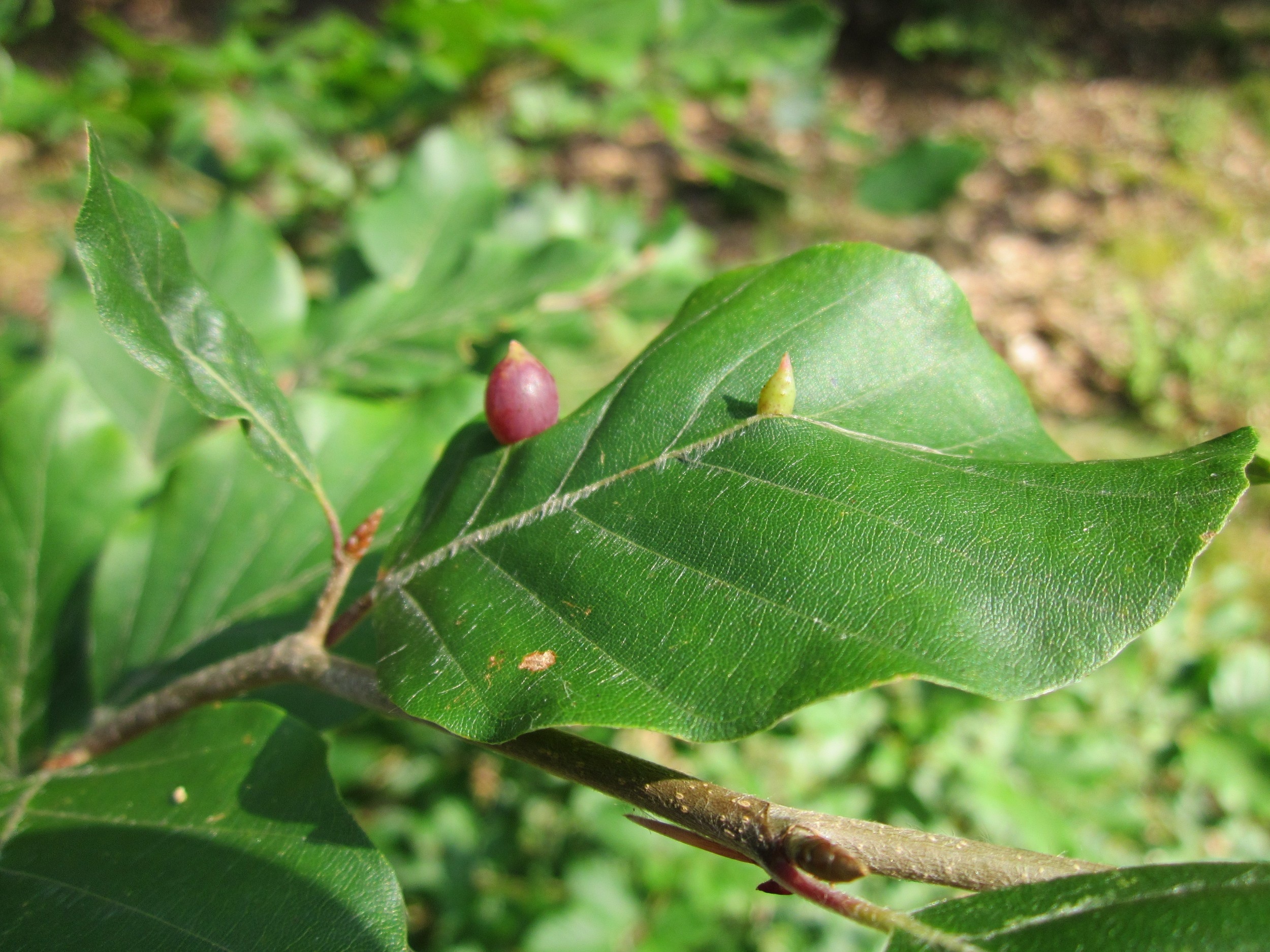outdoors, tree, beauty in nature, close-up, food, galls, freshness, focus on foreground, species, leaf, flora, healthy eating, fruit, macro, plant, selective focus, HD Wallpaper