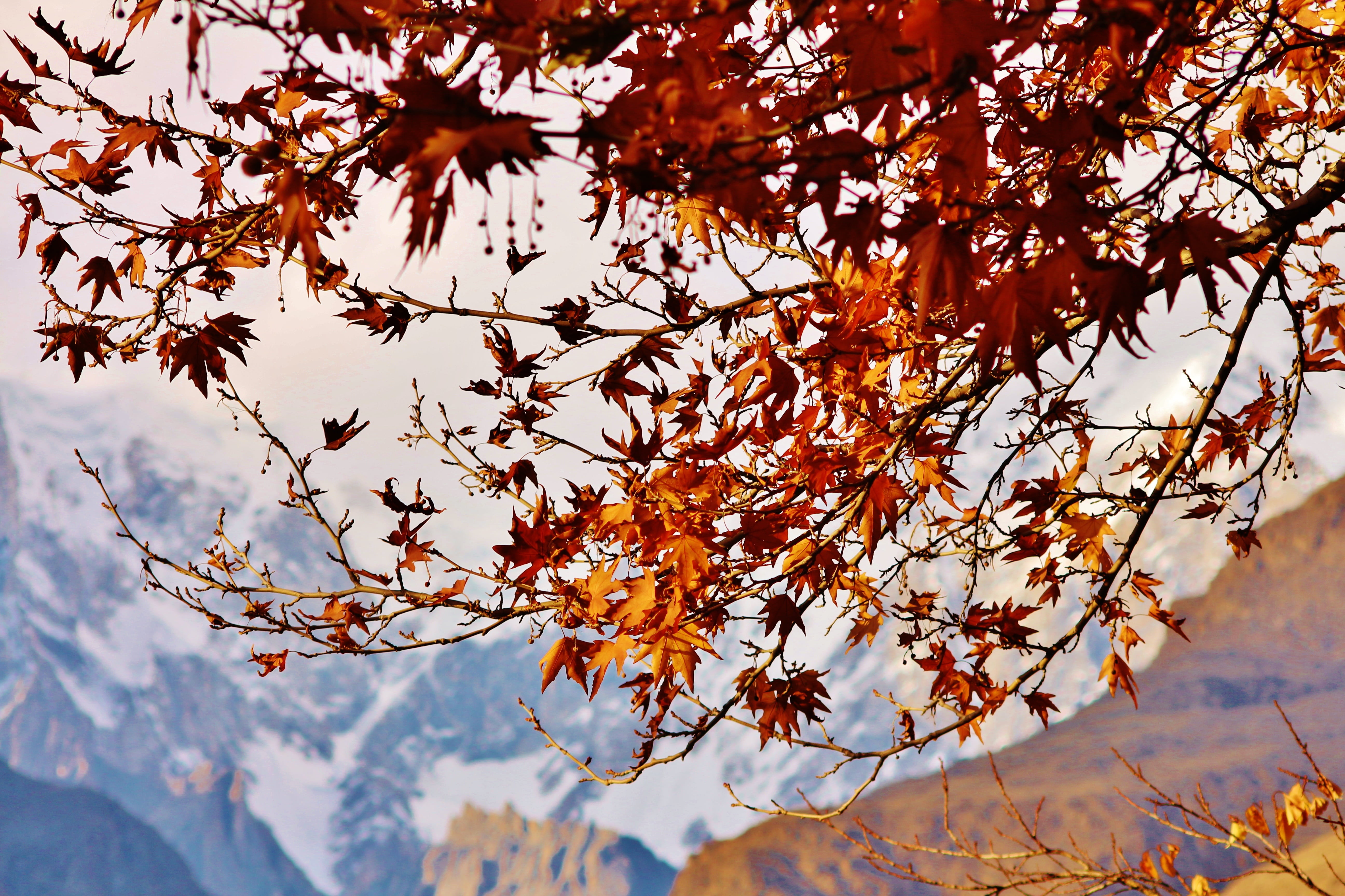 branch, tranquility, day, autumn collection, scenic, growth, tree, no people, natural condition, traveling, ice, scenics - nature, plant part, beauty in nature, HD Wallpaper