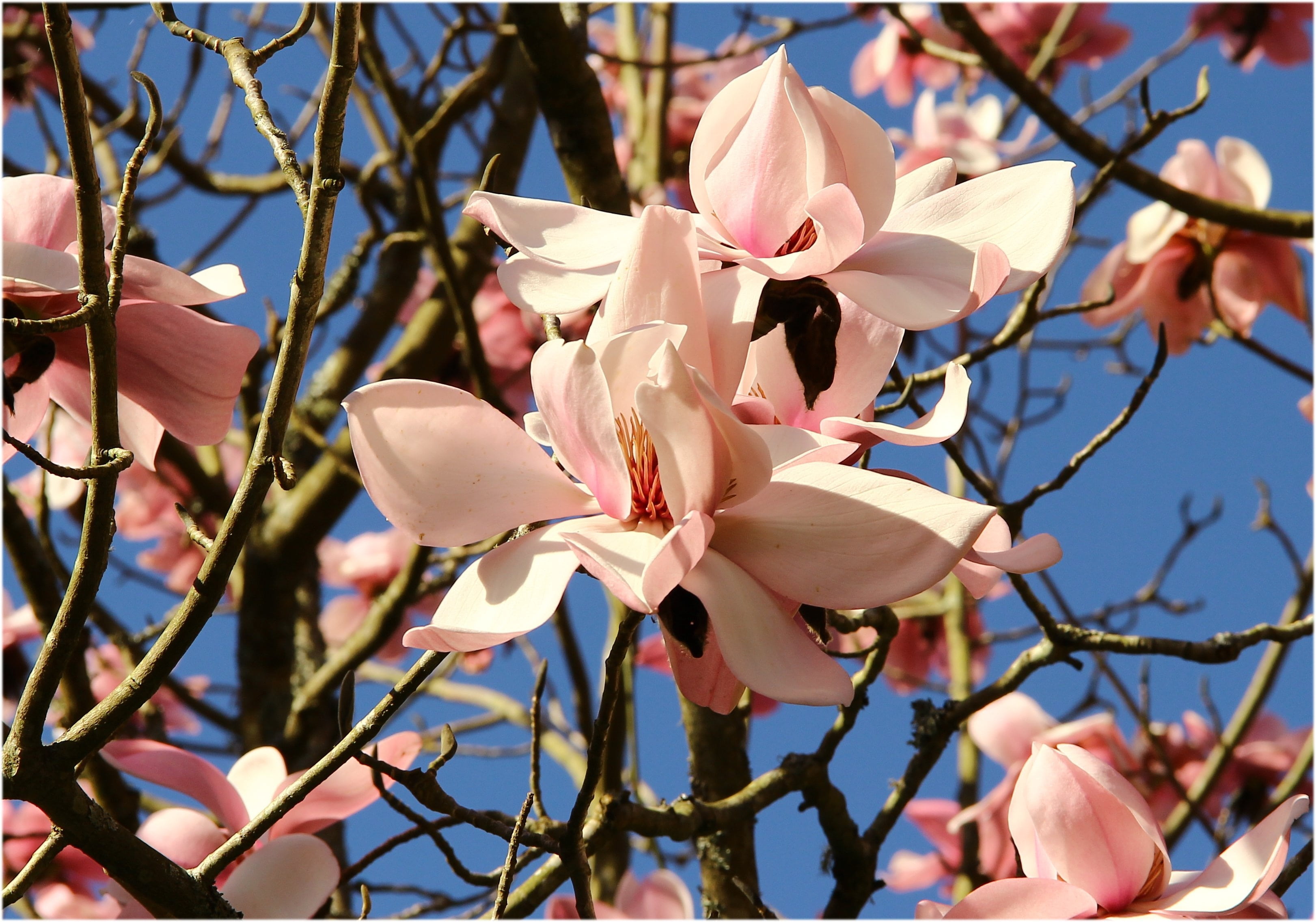 flower head, plant, stangalard, pollen, growth, springtime, flower, focus on foreground, inflorescence, magnolia, nature, vulnerability, stang alar, freshness, HD Wallpaper