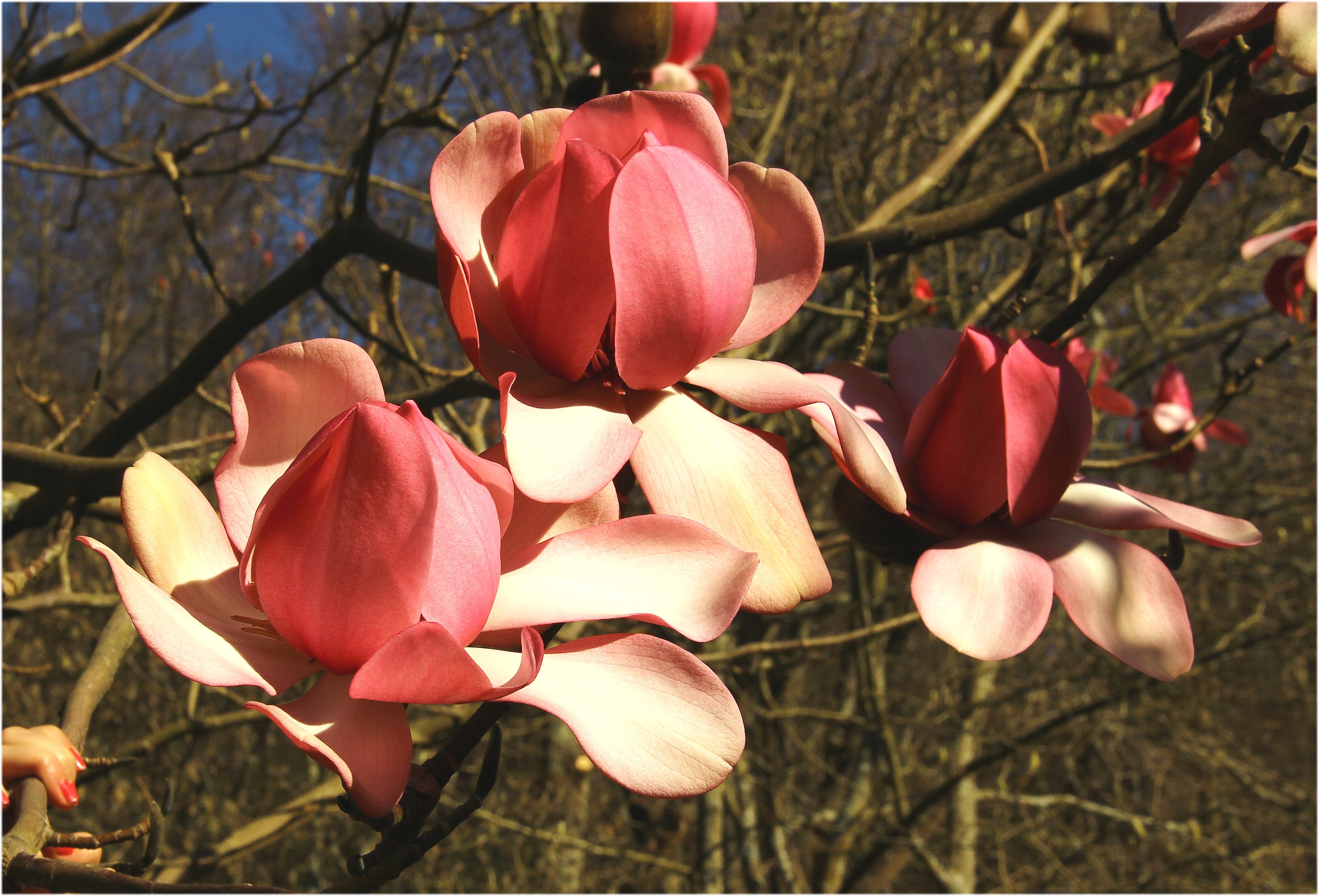 growth, stangalard, vulnerability, inflorescence, flower, branch, flower head, magnolia, no people, day, fragility, close-up, plant, small valley, spring, HD Wallpaper