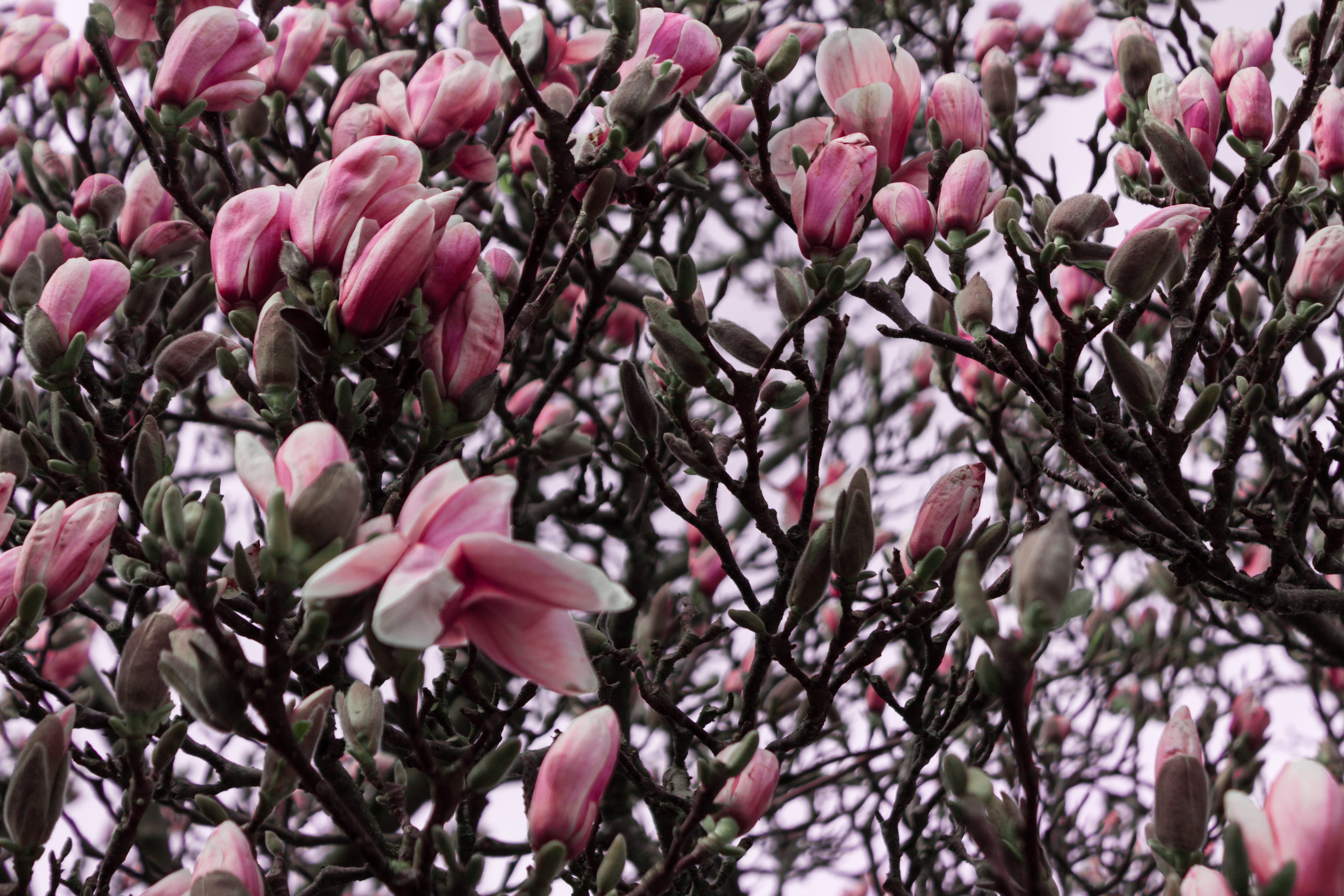 flowering plant, tree, spring, orchid, japanese, flower head, birmingham, growth, japanese blossom, garden, vulnerability, pink, petal, twig, goryokaku, HD Wallpaper