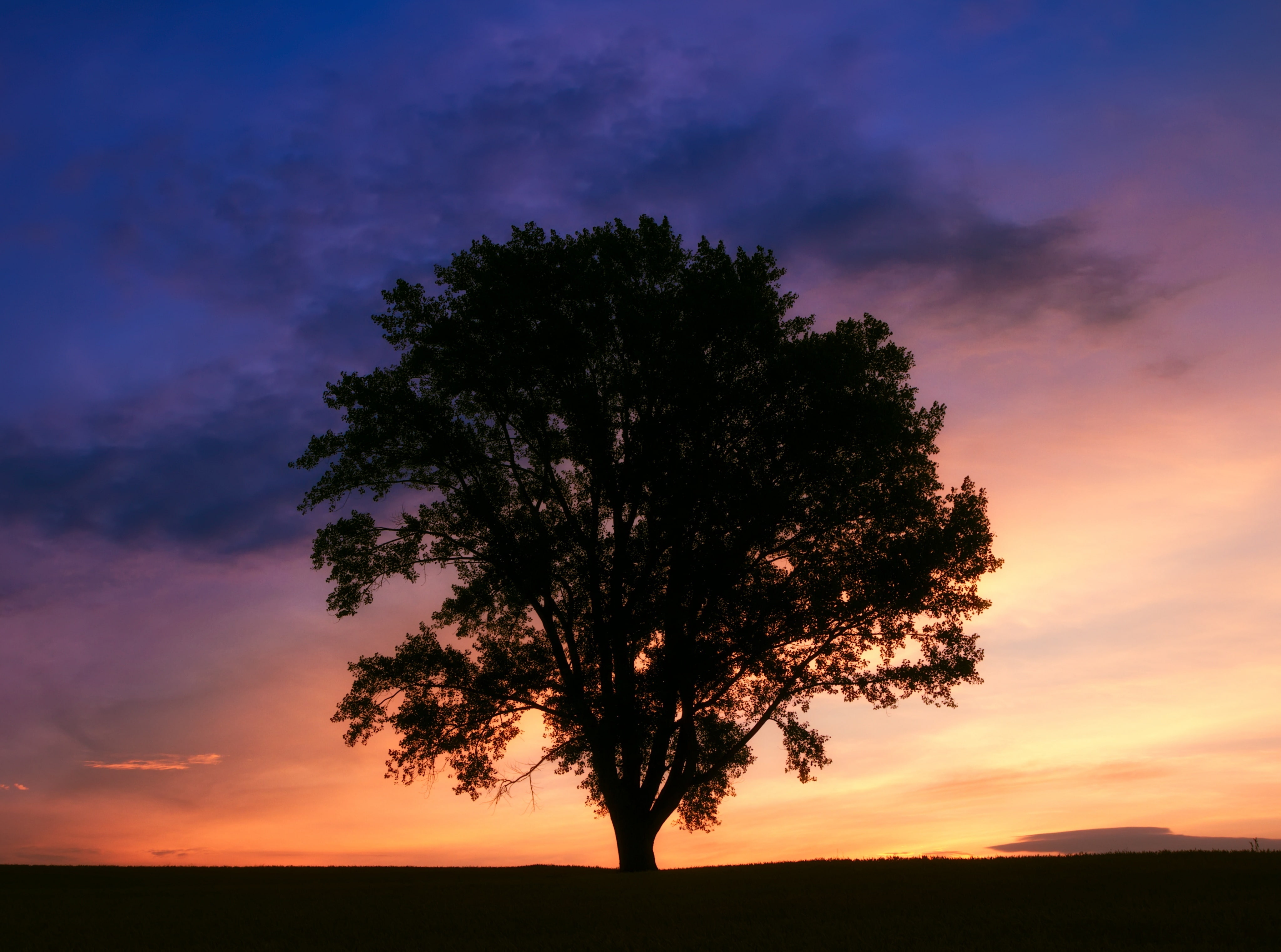 purple, photography, land, sky, Beautiful, plant, bieicho, environment, sunset, Colorful, no people, Silhouette, Japan, philosopher, beauty in nature, cloud - sky, HD Wallpaper