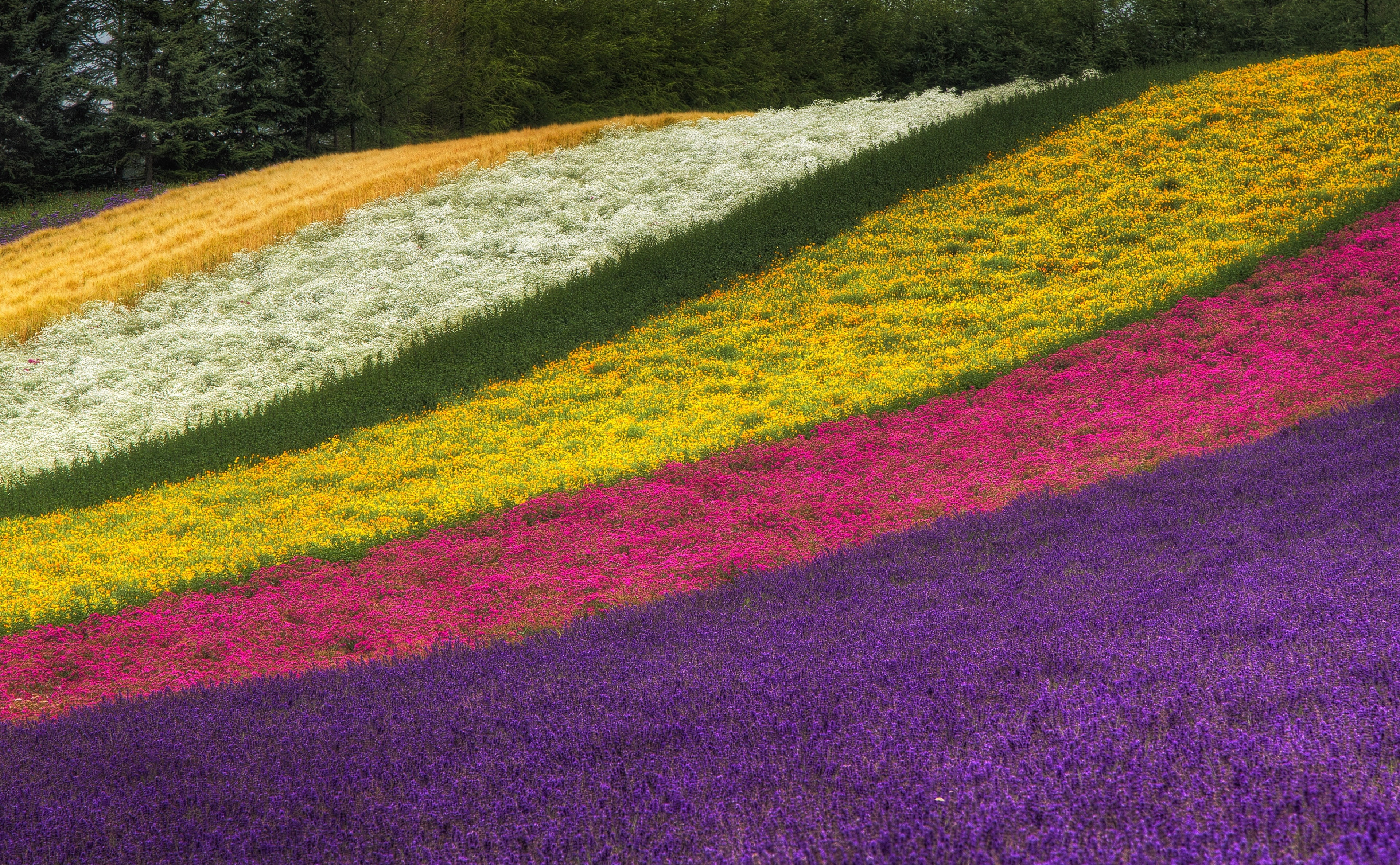 furano, 4K, growth, sorachidistrict, nakafuranocho, Trees, environment, Farm, Colorful, farmtomita, landscape, day, Seasons, tranquil scene, plant, rural scene, HD Wallpaper