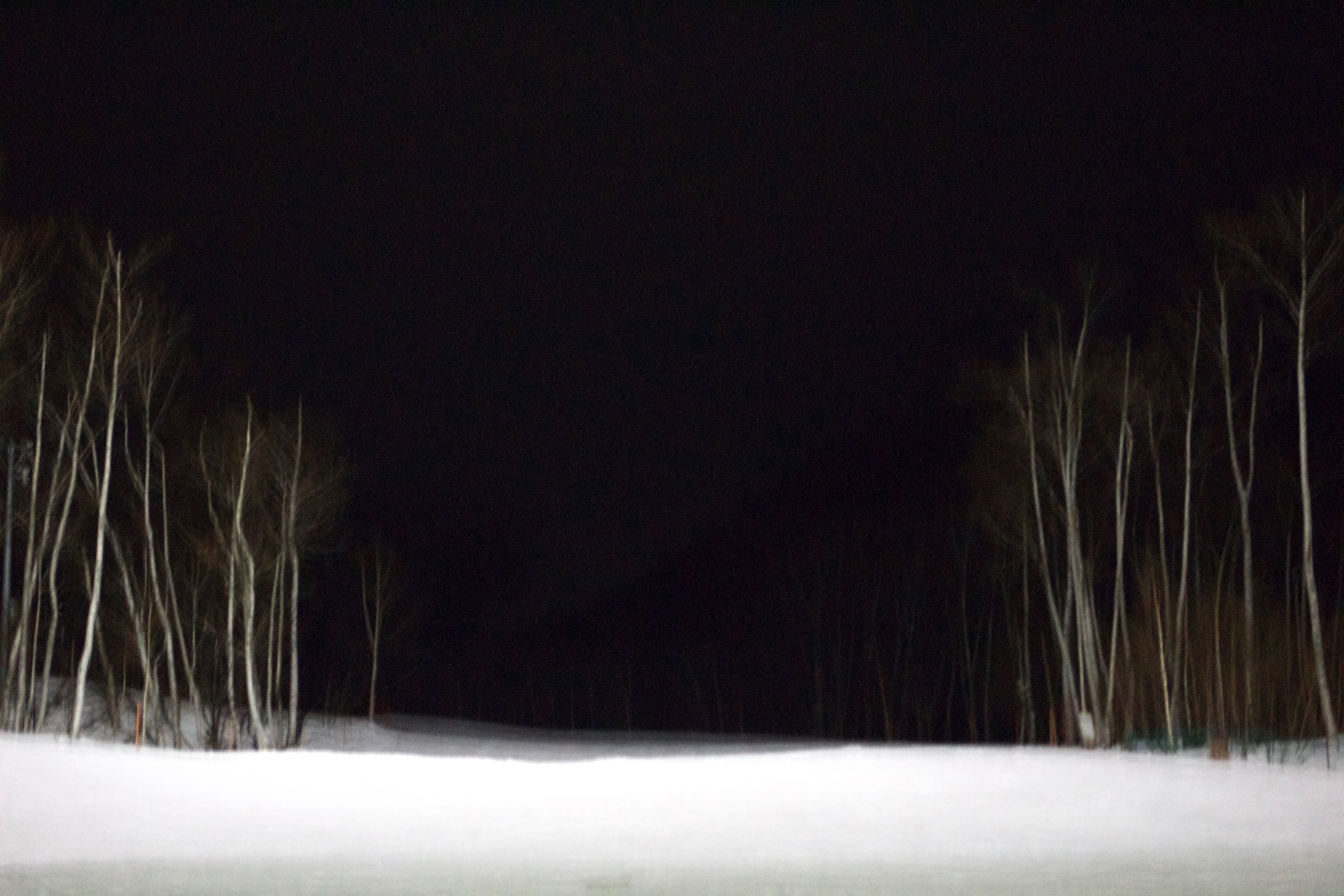 night, blizzard, tree, illuminated, cold temperature, nature, 5K, snowing, tranquility, outdoors, winter, mystery, dark, storm, snow, hokkaido prefecture, HD Wallpaper