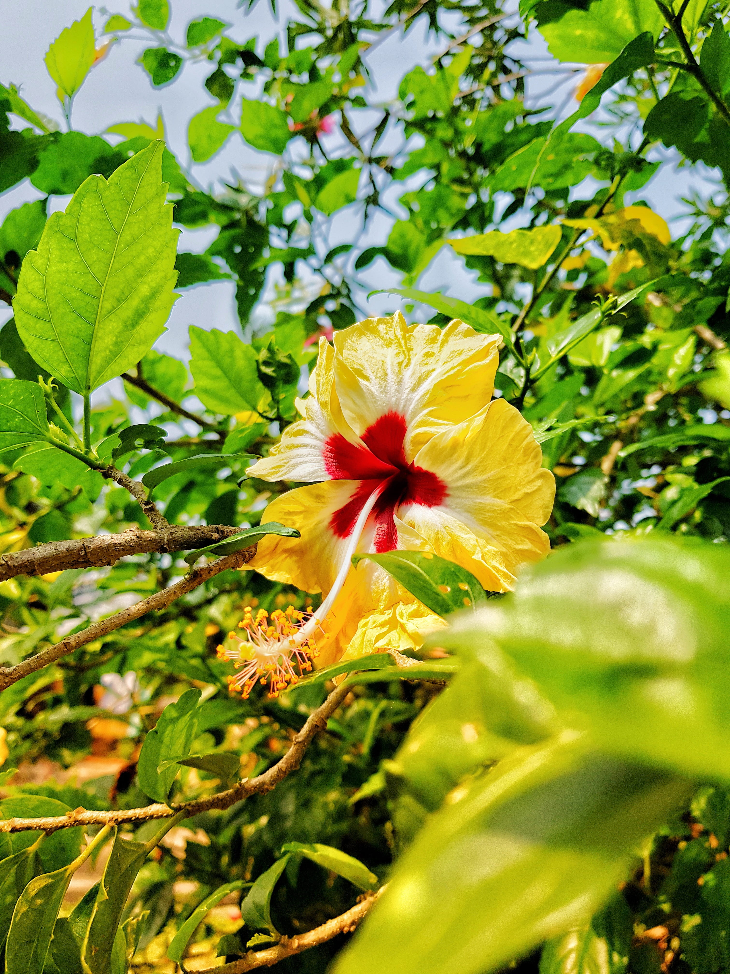 freshness, pollen, sindhudurg fort, flowering plant, vulnerability, day, india, beauty in nature, outdoors, inflorescence, green color, no people, malvan, Phone HD Wallpaper