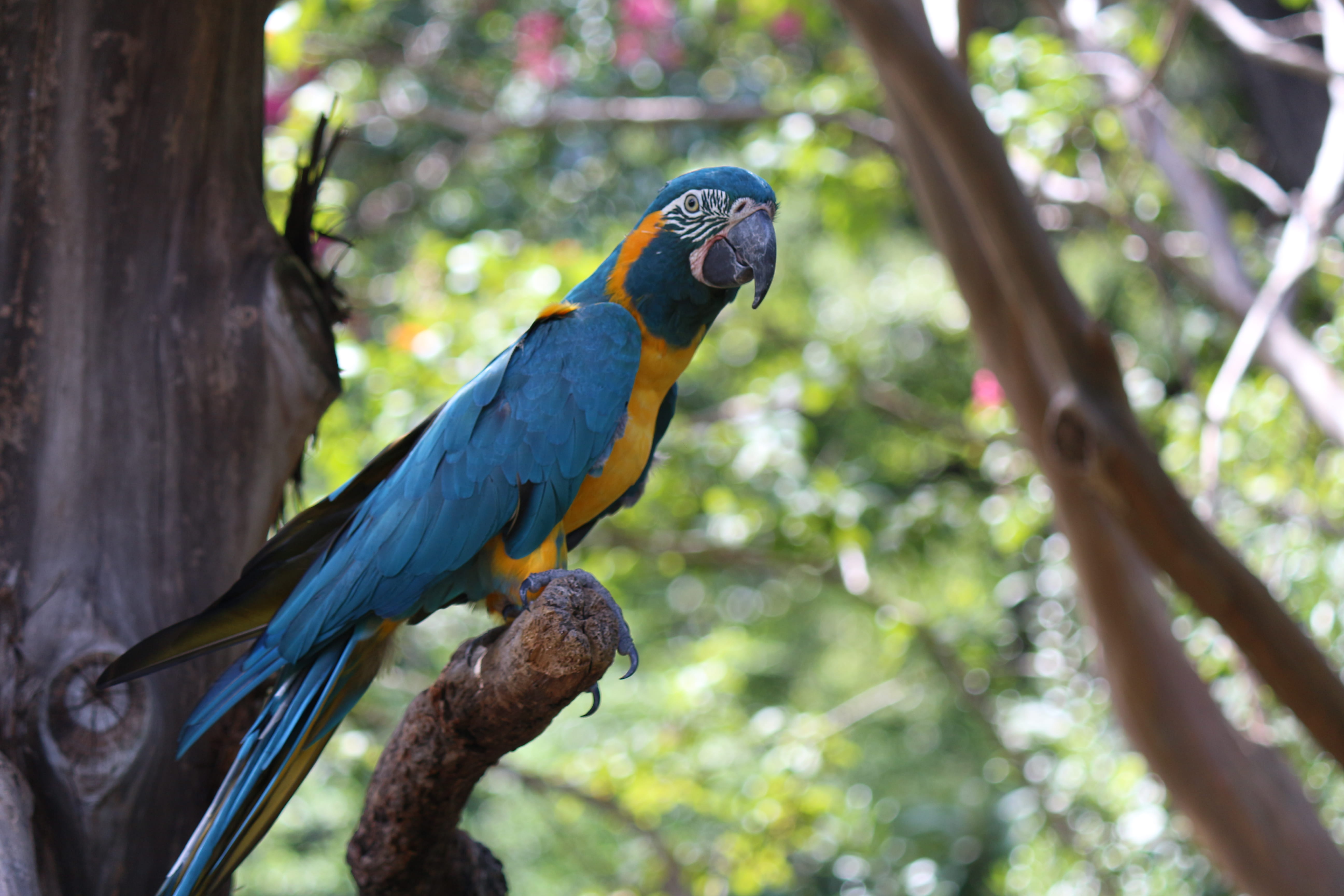 outdoors, day, one animal, tree, animal, fort worth, bird, united states, vertebrate, macaw, parrot, animals in the wild, low angle view, zoo, close-up, HD Wallpaper