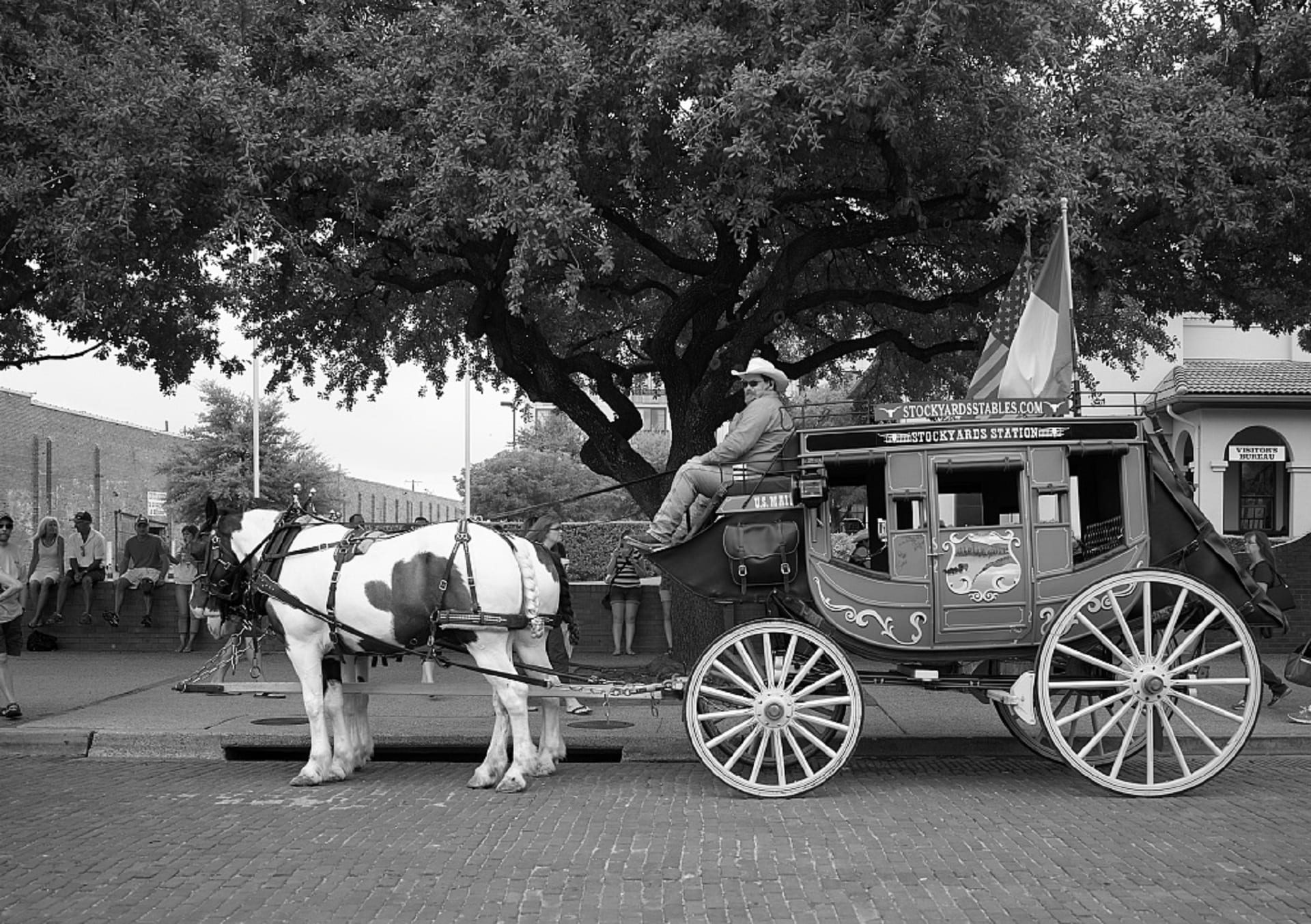 transportation, real people, driver, animal, historic, travel, tree, street, 1080P, stockyards, herbivorous, mode of transportation, land vehicle, symbol, HD Wallpaper