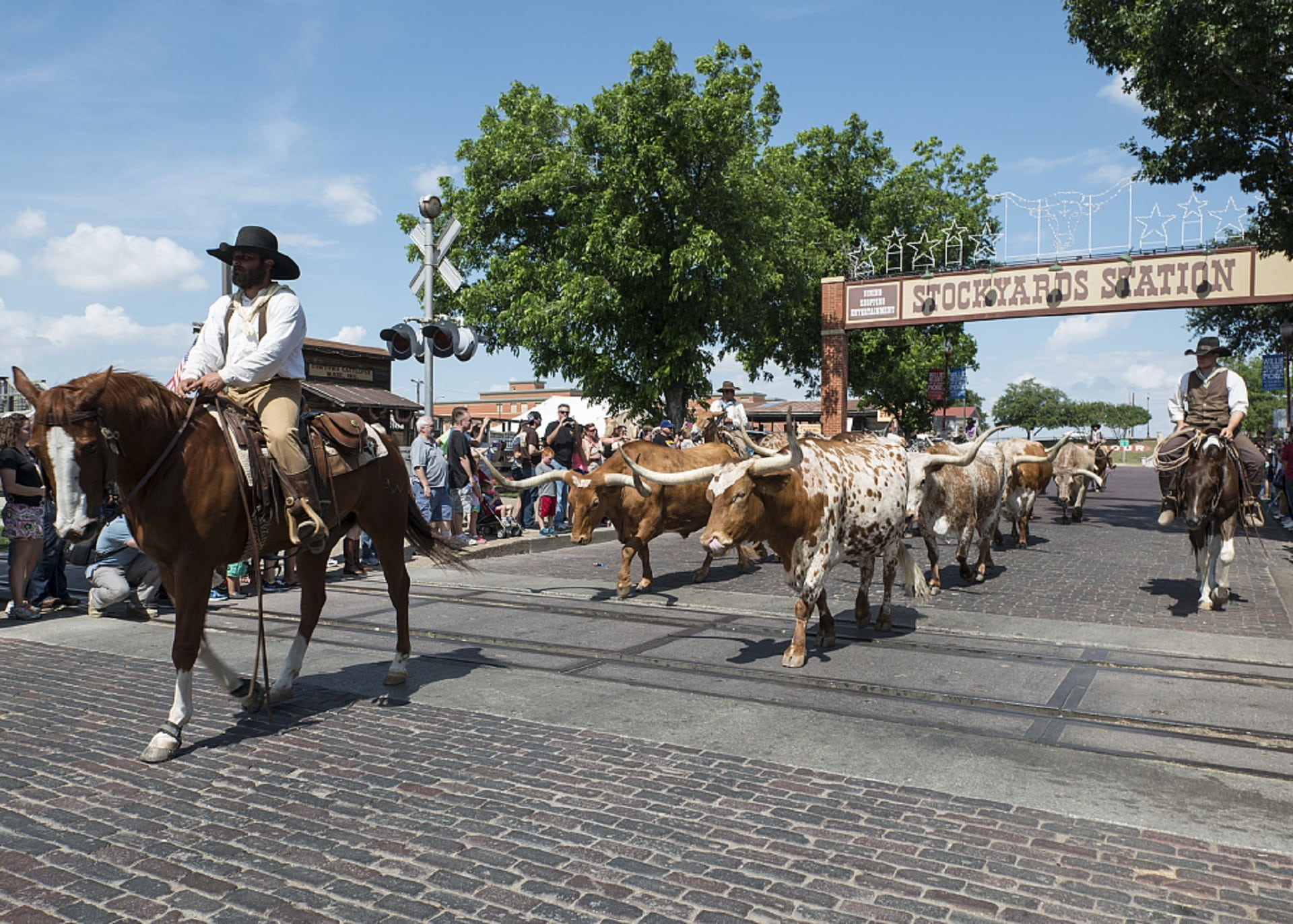 city, livestock, day, cowboys, riding, texas, domestic, real people, animal wildlife, nature, vertebrate, domestic animals, tourists, animal, lifestyles, HD Wallpaper
