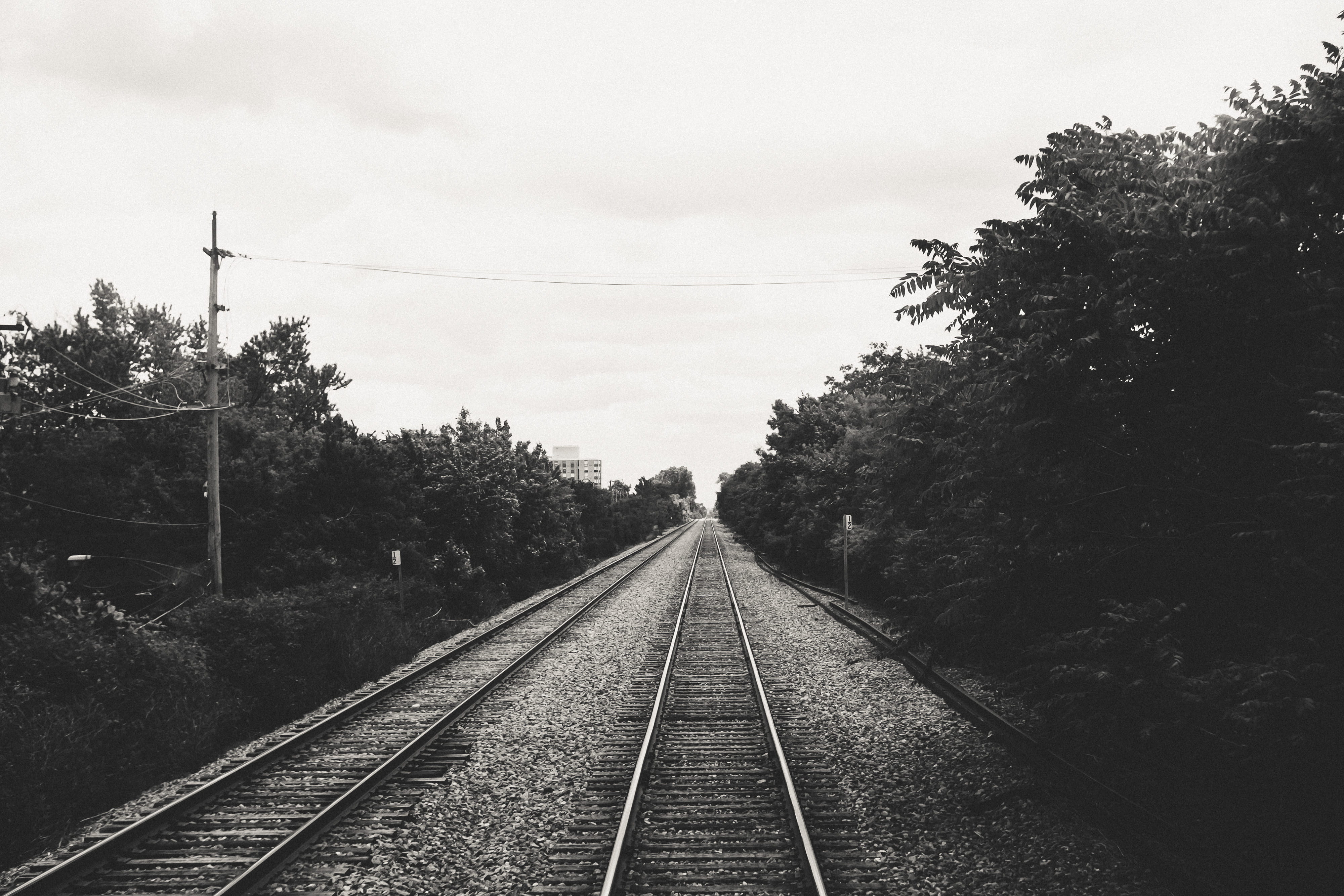tree, plant, rail, travel, mode of transportation, old, parallel, vintage, railway, straight, public transportation, growth, track, worth, diminishing perspective, HD Wallpaper