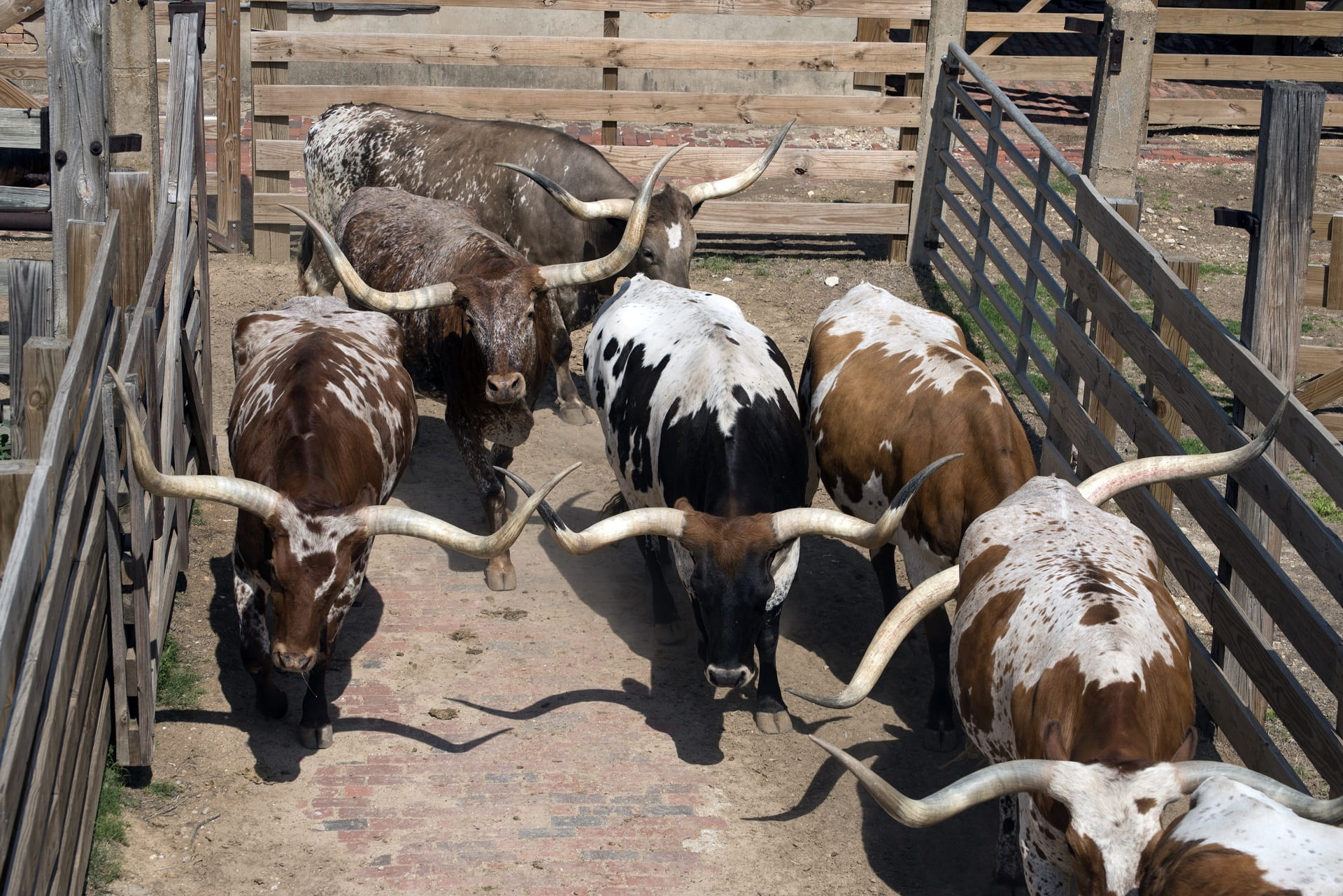 large group of animals, texas, tourists, western, cowtown, domestic animals, beef, animal, cowboys, show, animal wildlife, white, goat, high angle view, HD Wallpaper
