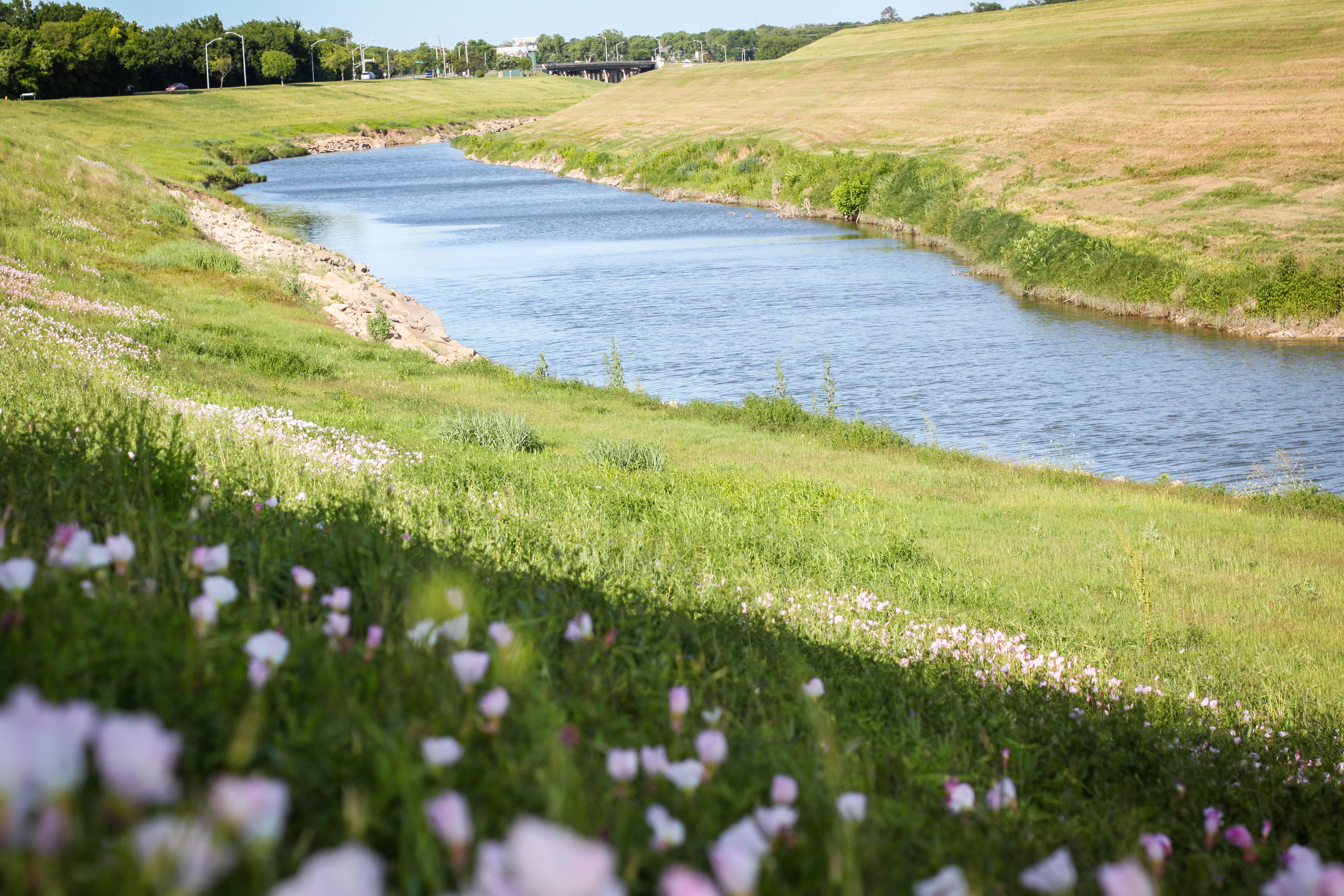 field, outdoors, flower, landscape, day, land, no people, flowing, beauty in nature, scenics - nature, water, fort worth, united states, green color, growth, HD Wallpaper