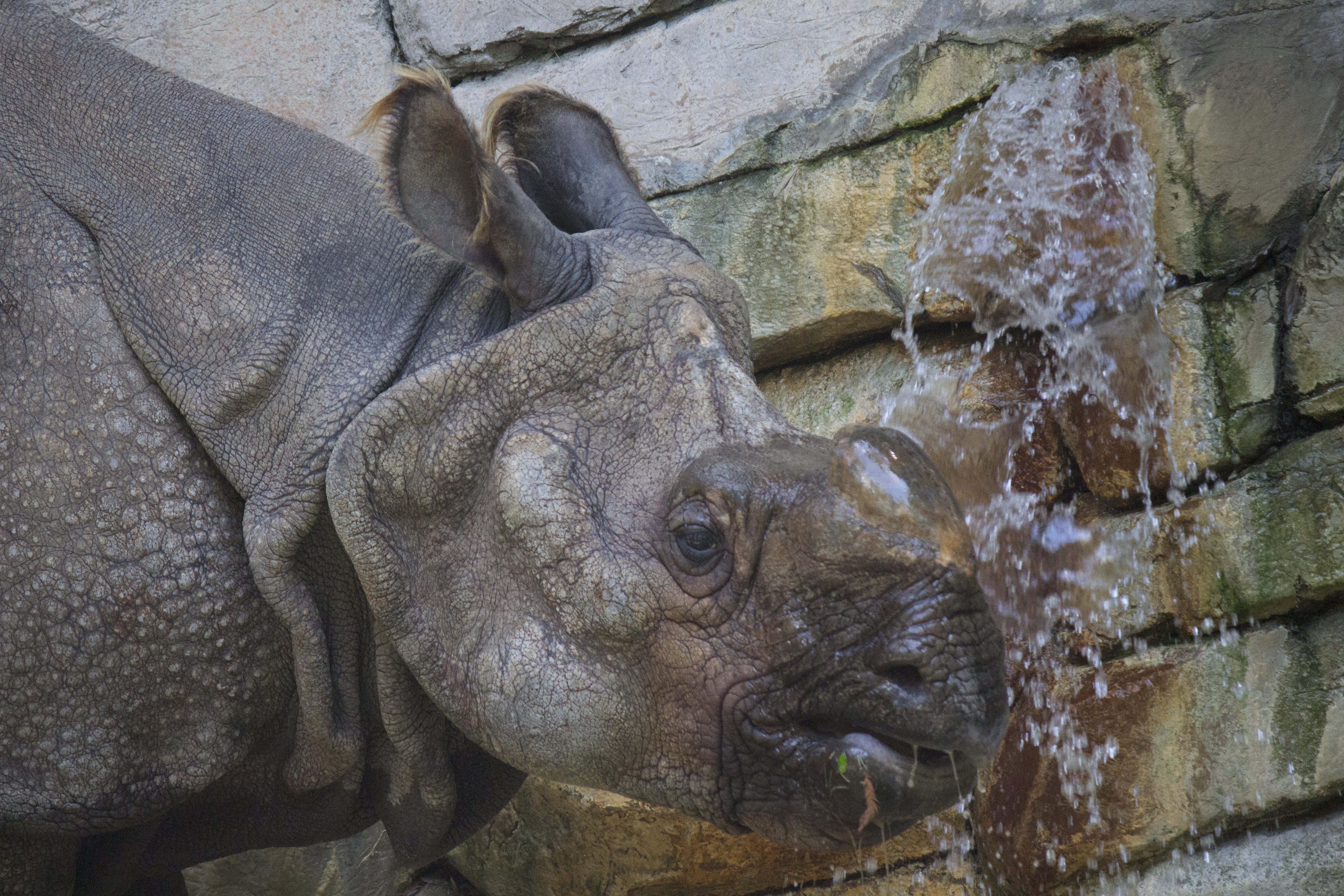 animal themes, fort worth zoo, wildlife, animal body part, fort worth, animal eye, animal wildlife, animals in captivity, outdoors, animal, 5K, vertebrate, HD Wallpaper