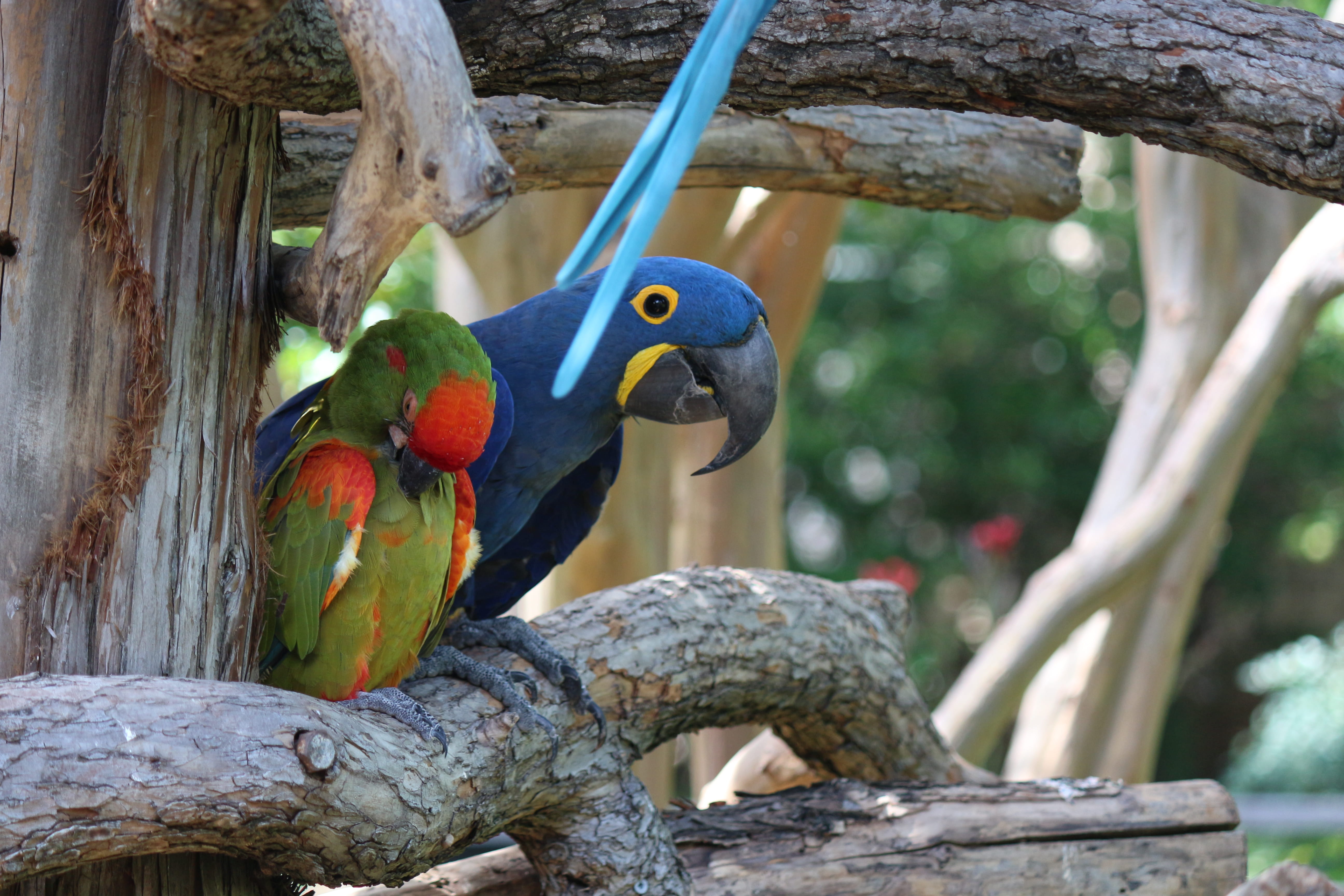 nature, bird, branch, united states, animal wildlife, parrot, animal, fort worth, focus on foreground, one animal, animals in the wild, perching, tree trunk, HD Wallpaper