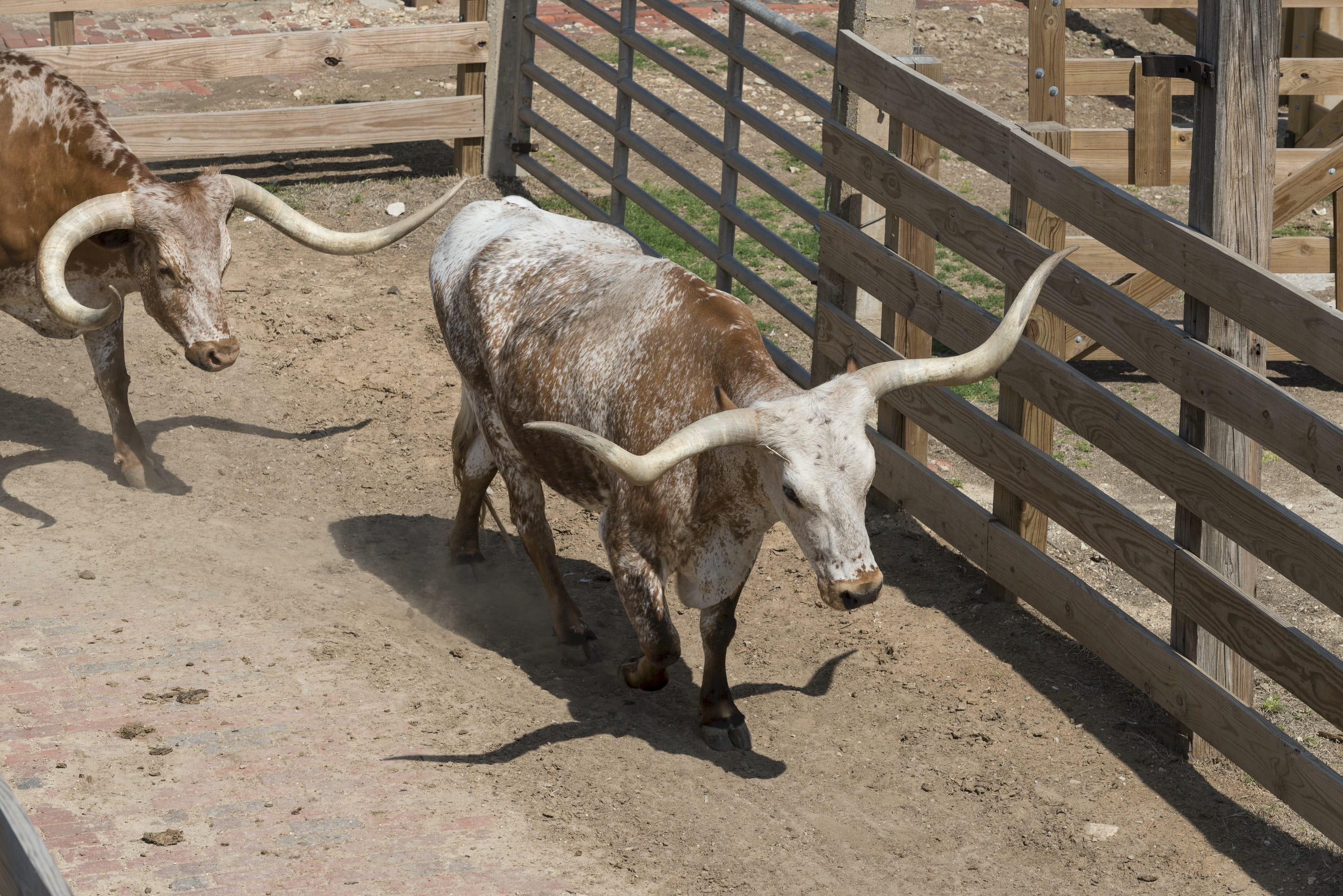 animal, usa, outdoors, high angle view, domestic animals, cattle drive, western, shadow, cowboys, show, nature, mammal, domestic, no people, beef, 2K, HD Wallpaper
