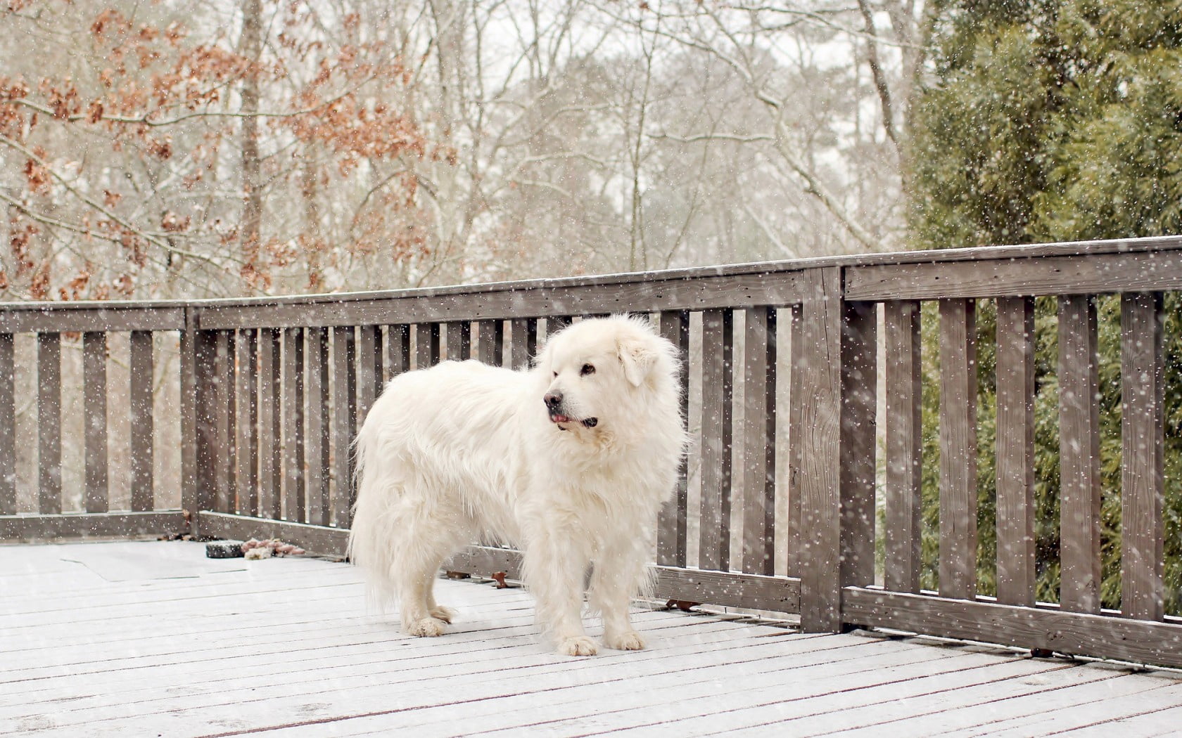 white, cheerful, one animal, retriever, hound, puppy, animal themes, railing, nature, cute, 720P, vertebrate, dog, domestic Animals, walking, barrier, HD Wallpaper
