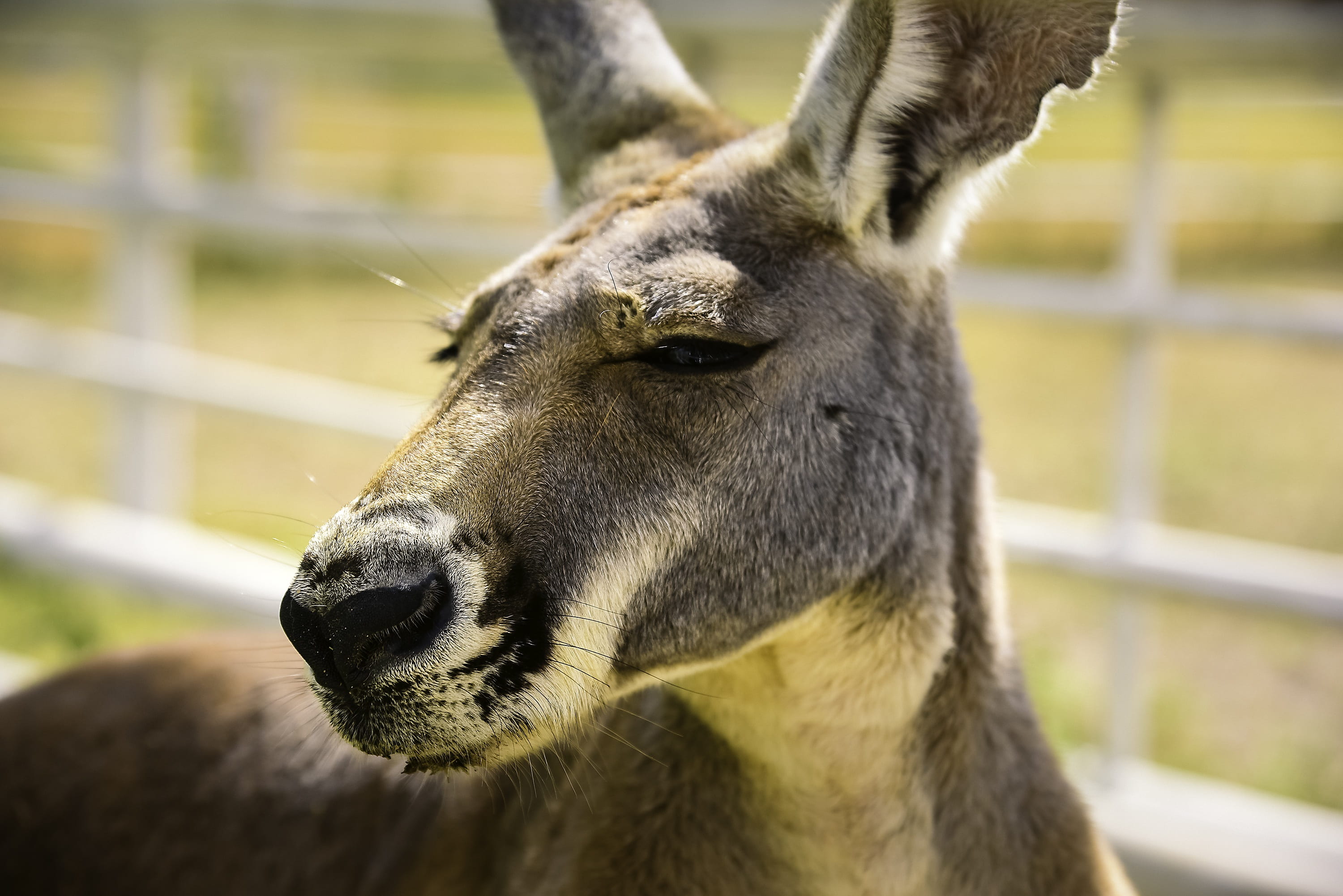 mammal, snout, texana ranch, animals in captivity, looking, texas, 2K, animal wildlife, close-up, animal, animal body part, one animal, nature, vertebrate, HD Wallpaper
