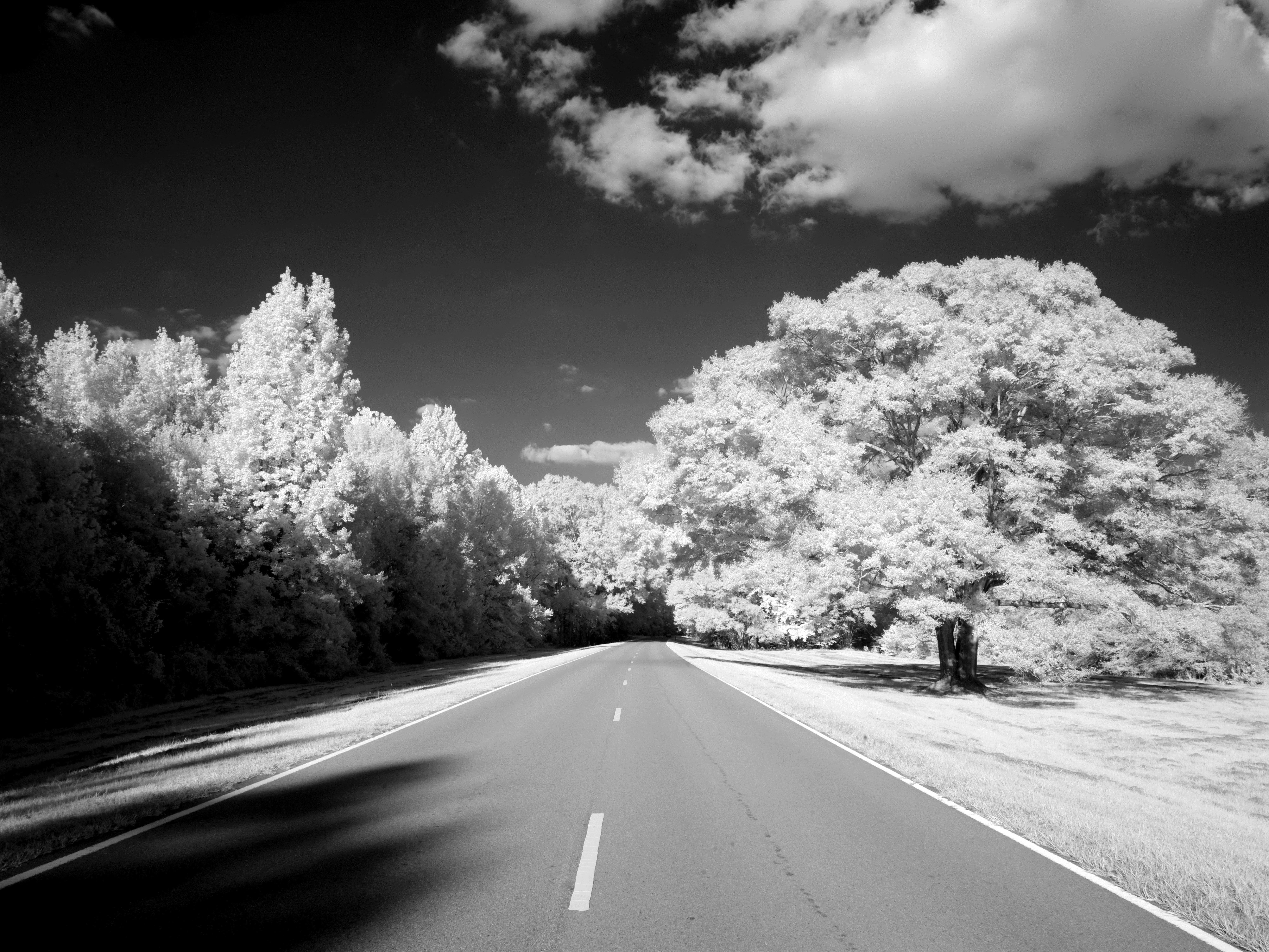 usa, nature, 444 miles of road, sw, rural Scene, the way forward, black And White, plant, mississippi, vanishing point, tree, marking, landscape, dividing line, HD Wallpaper