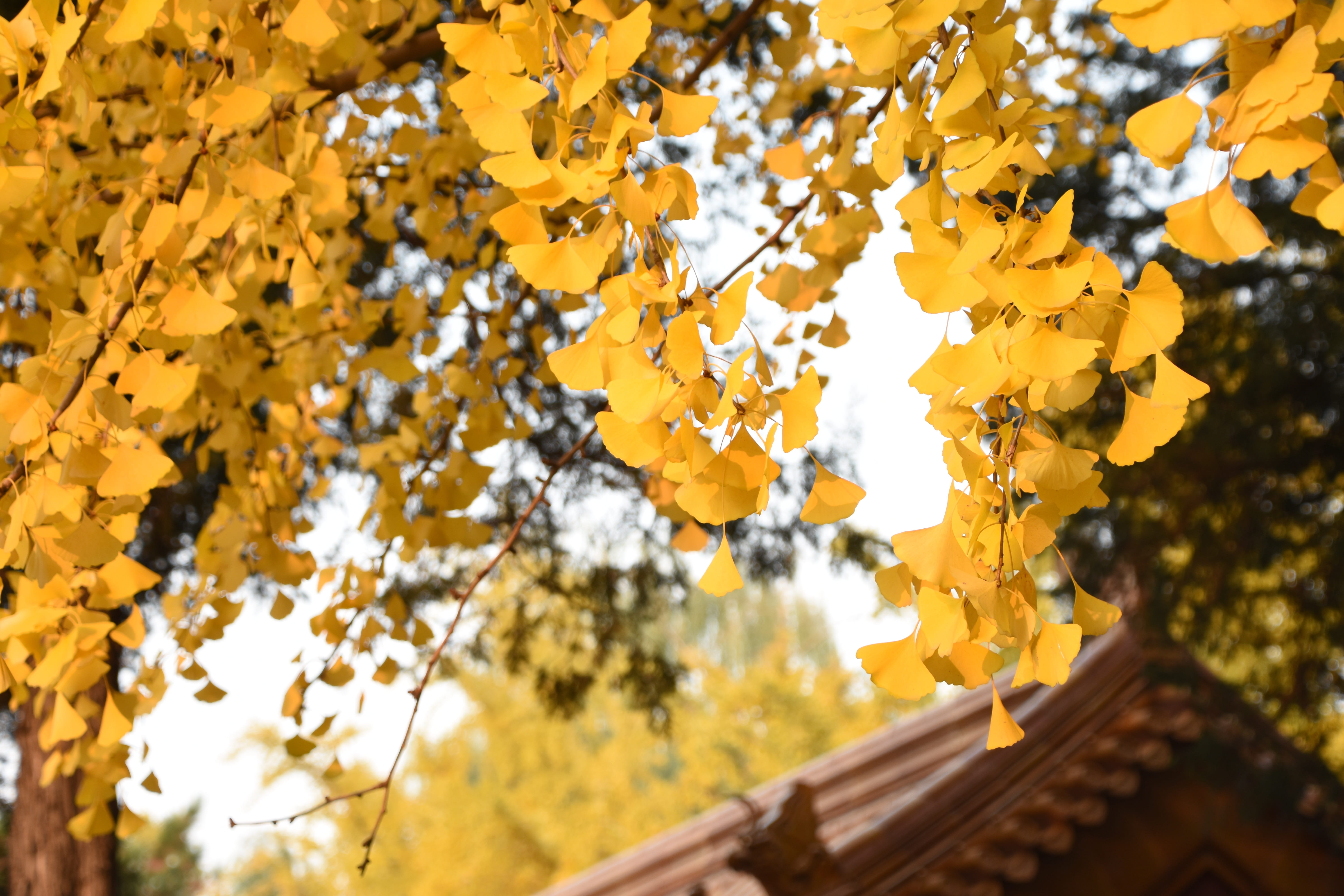 jingshan park, fragility, nature, vision, branch, no people, blossom, change, freshness, autumn, beauty in nature, flower, growth, cherry blossom, tree, HD Wallpaper