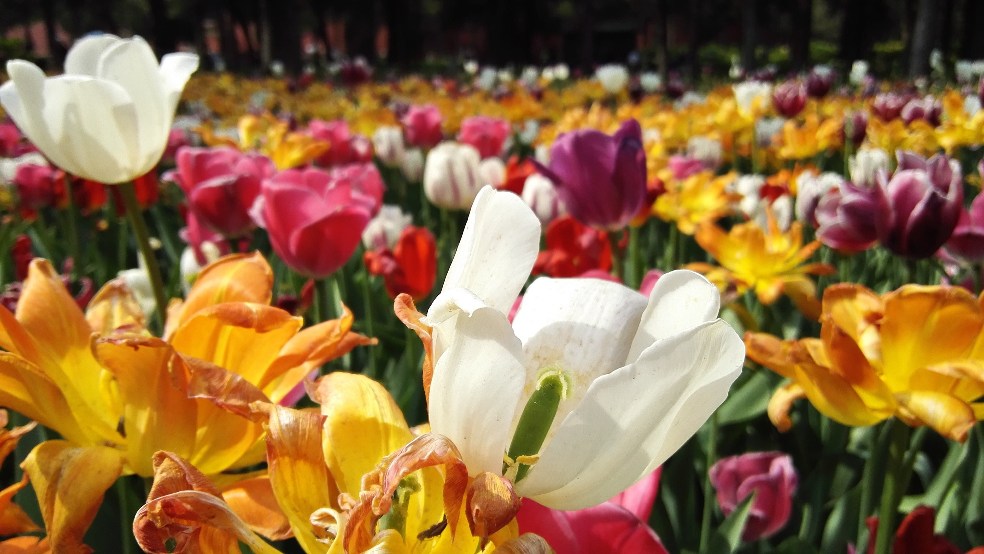 2K, no people, petal, outdoors, flower arrangement, white color, close-up, focus on foreground, garden, freshness, fragility, all the colours, nature, HD Wallpaper