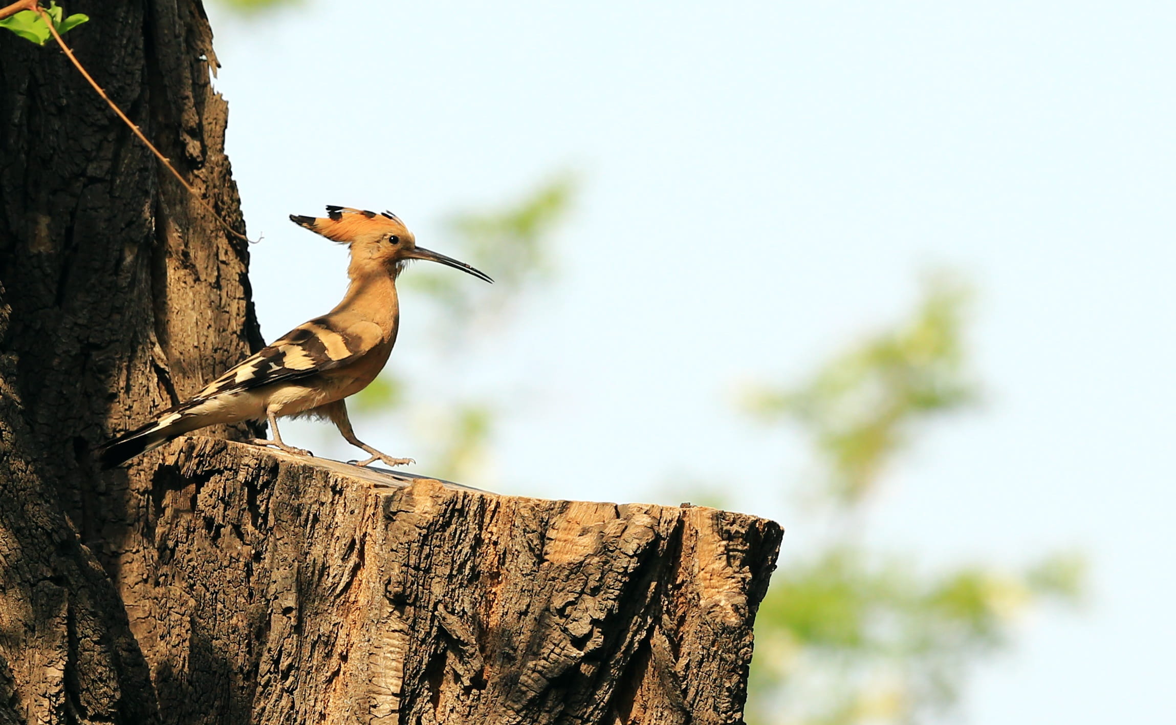 animals in the wild, plant, low angle view, Bird, tree, focus on foreground, no people, wuyi, wood - material, Beijing, Hoopoe, animal, 1080P, animal themes, HD Wallpaper